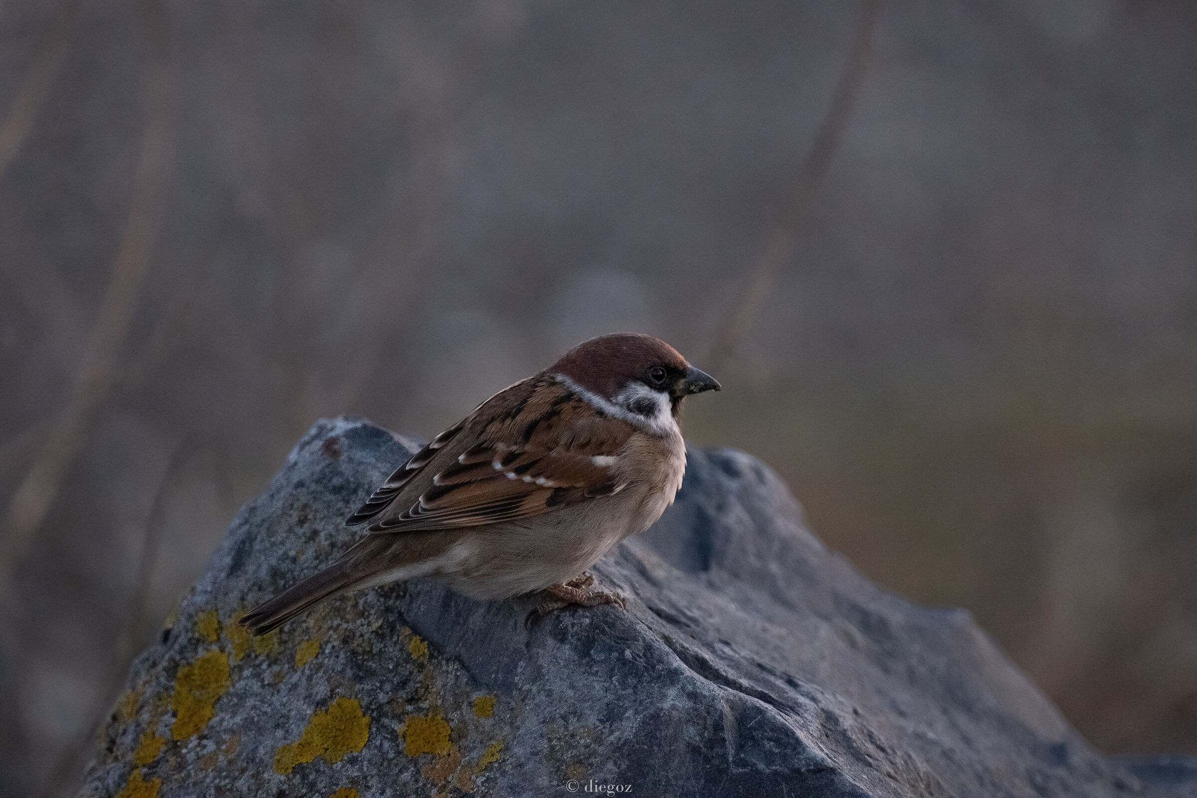 Sparrow at the Blue Hour
