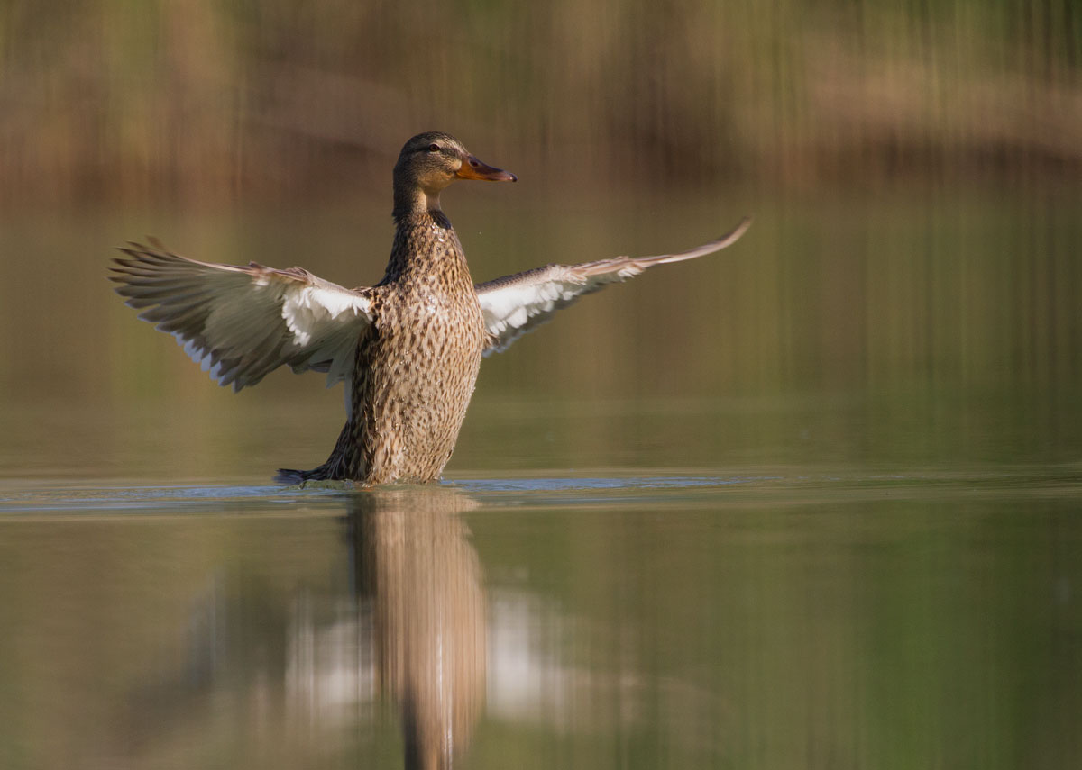 Female Mallard