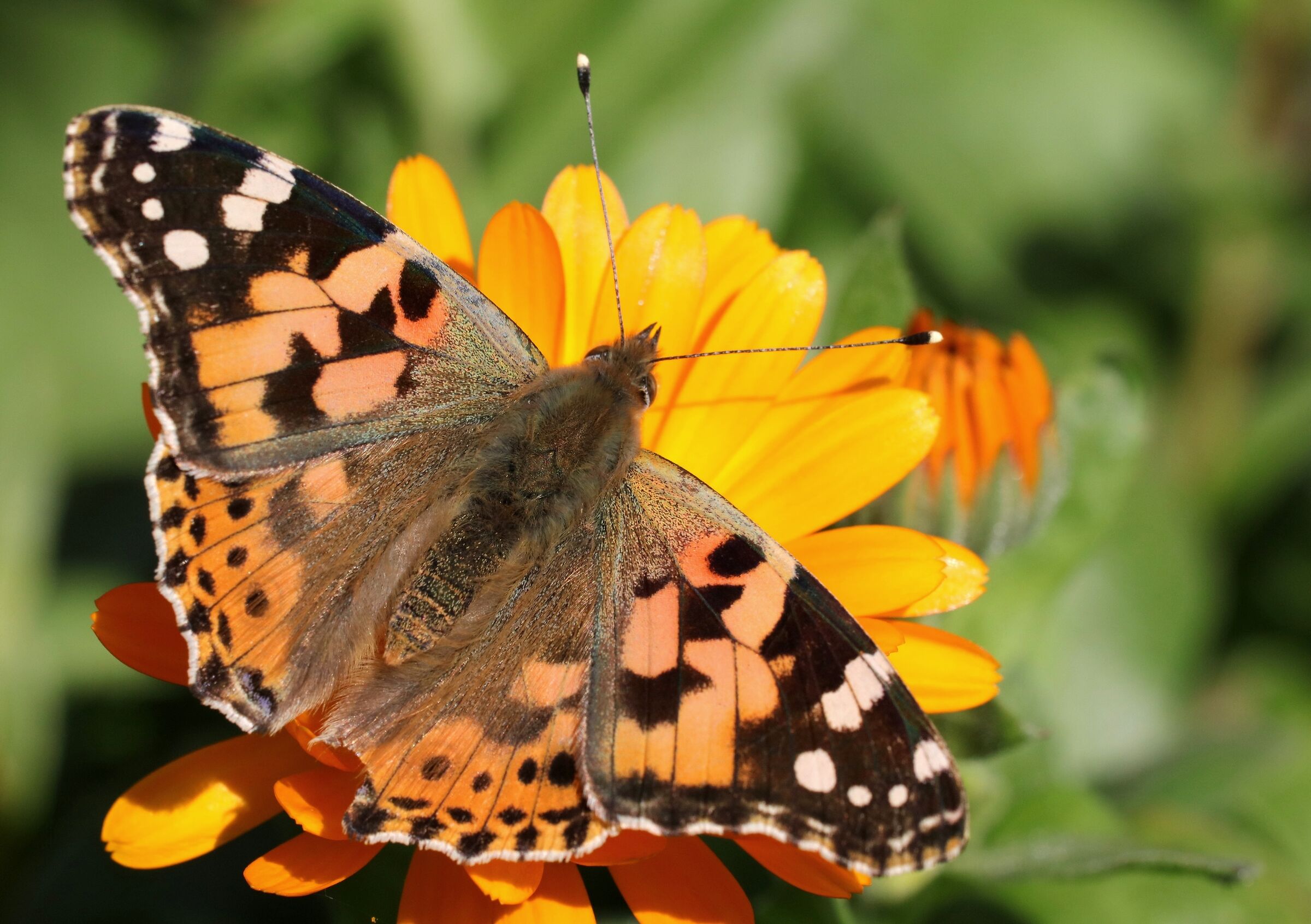 Vanessa Cardui