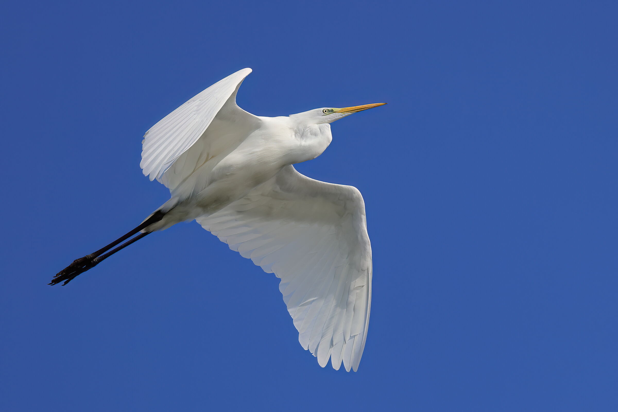 Great white heron