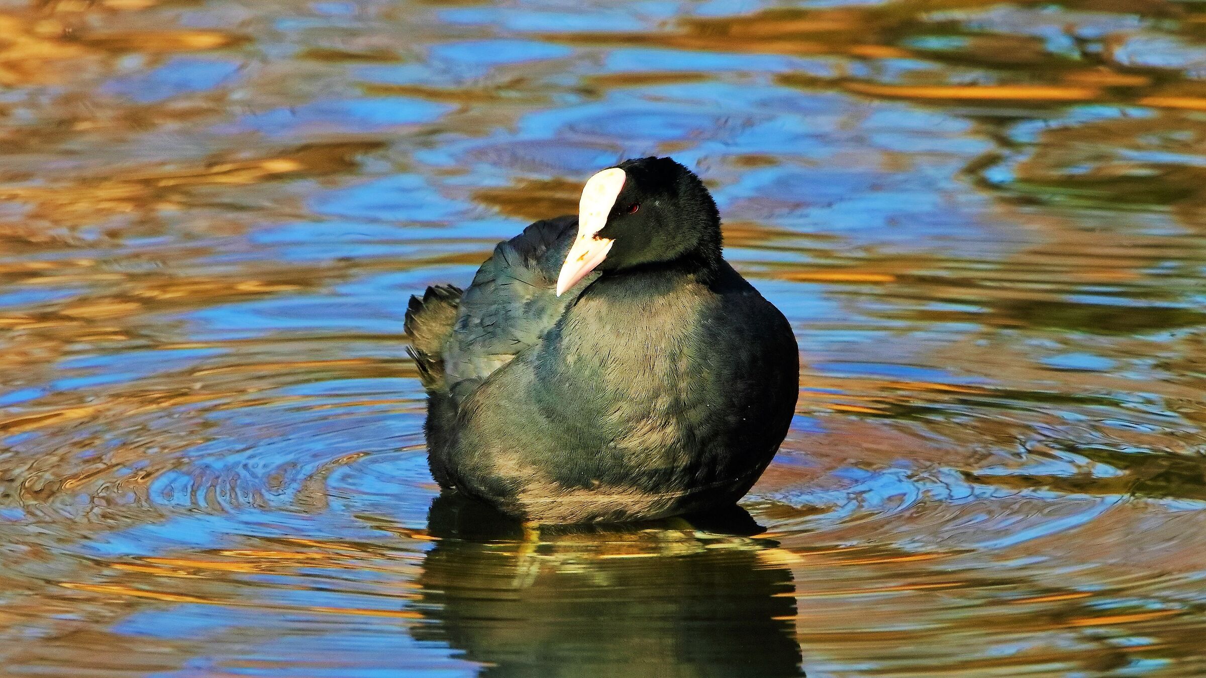 Folaga 03 feb 2022 --005--