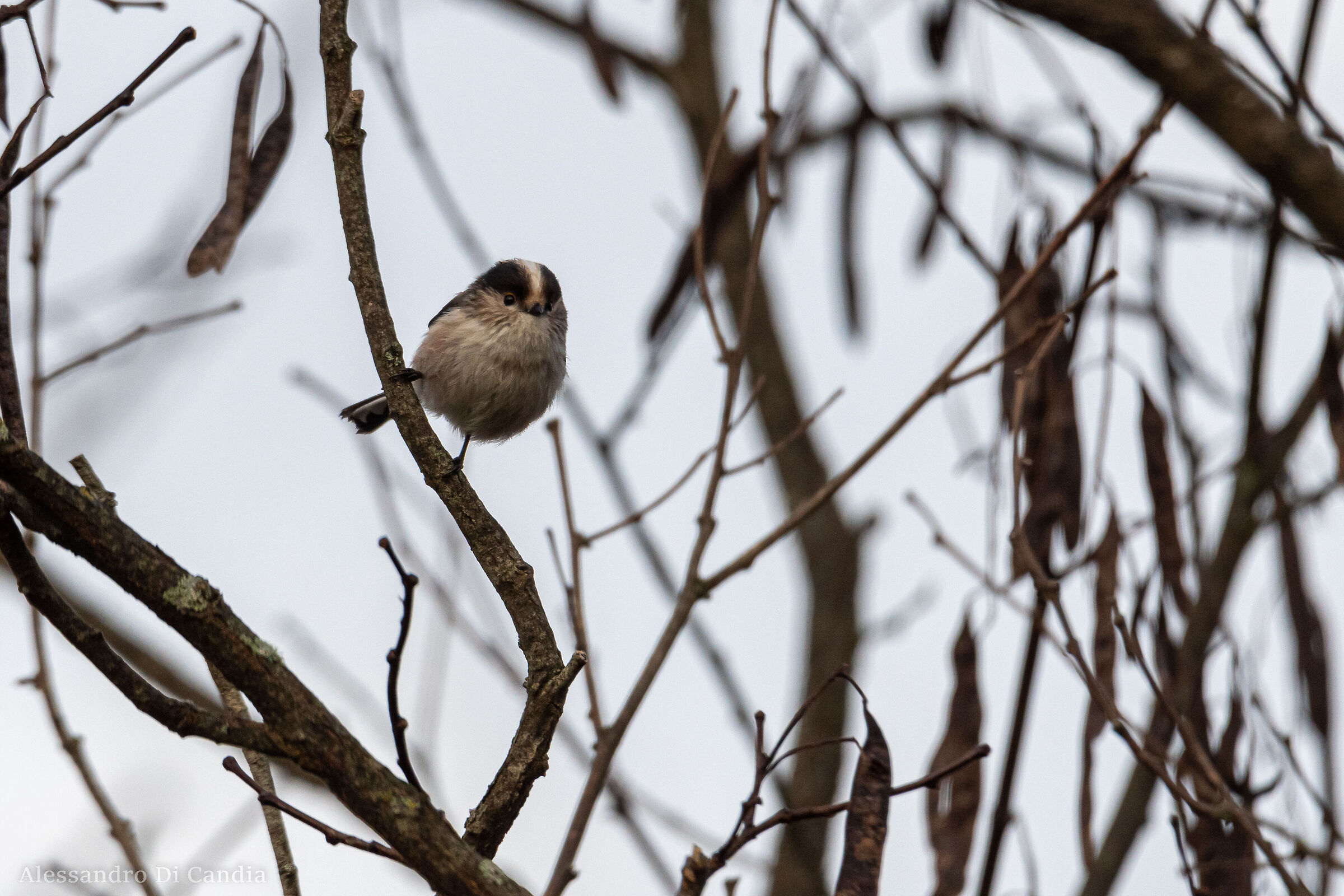 Il piccolo Codibugnolo