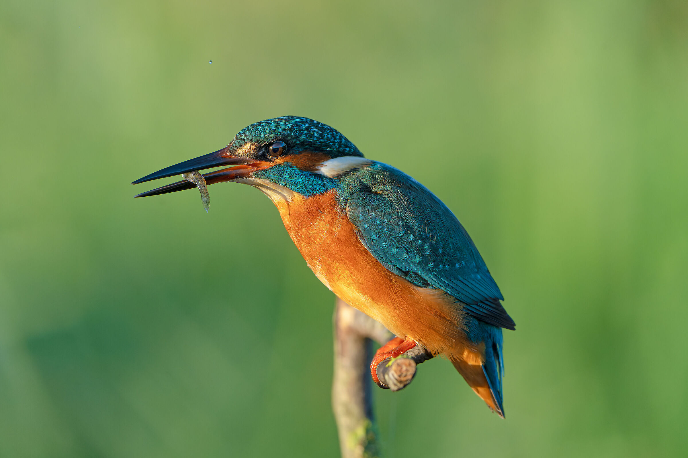 The murderous eye of the martin