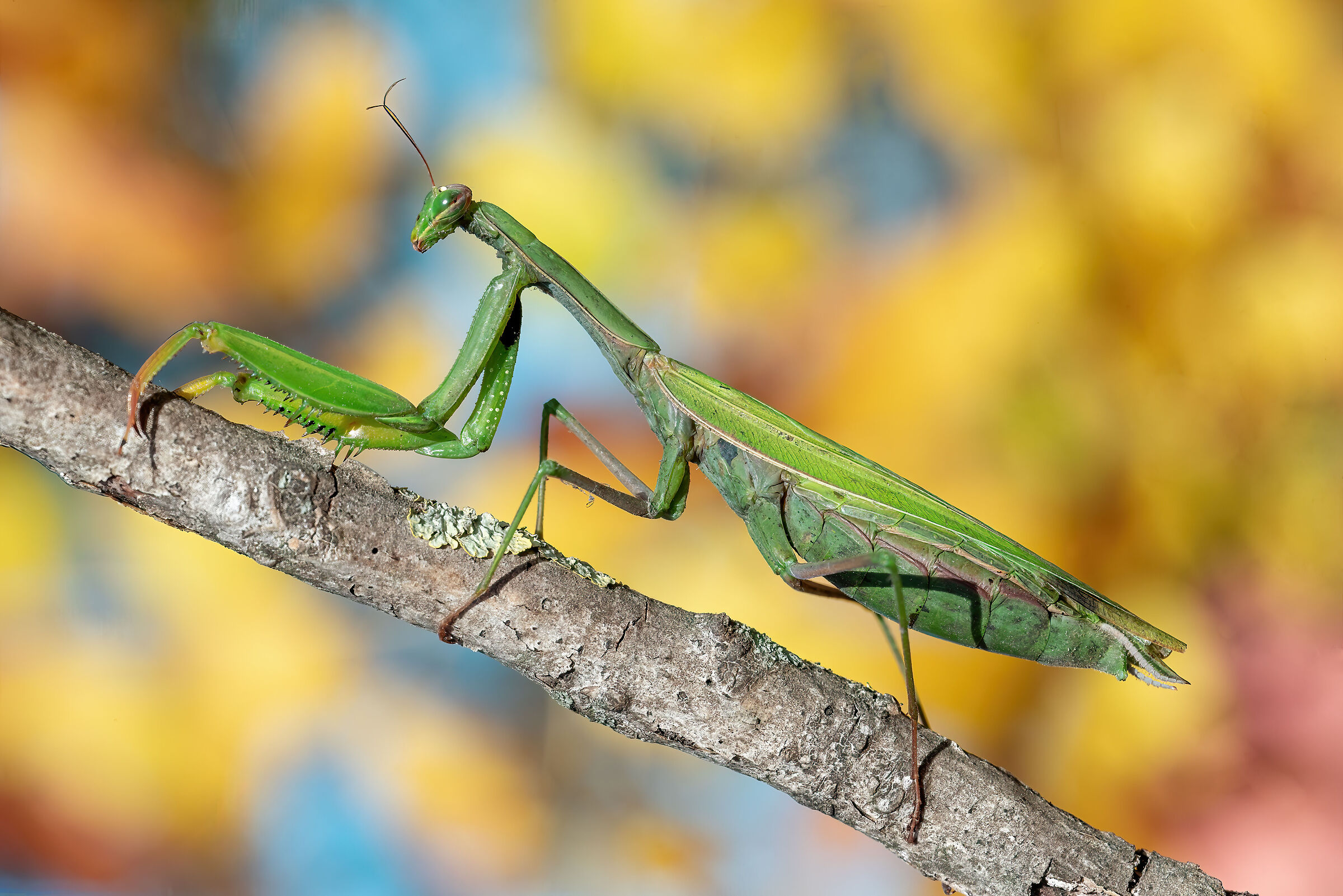 Mantis religiosa