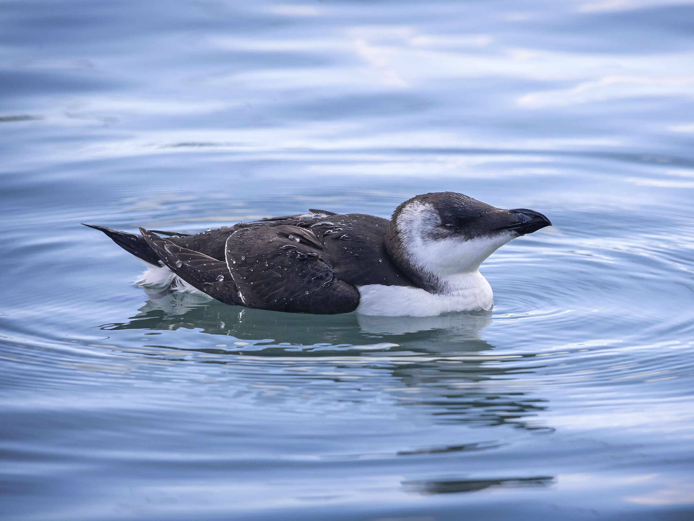 Razorbill
