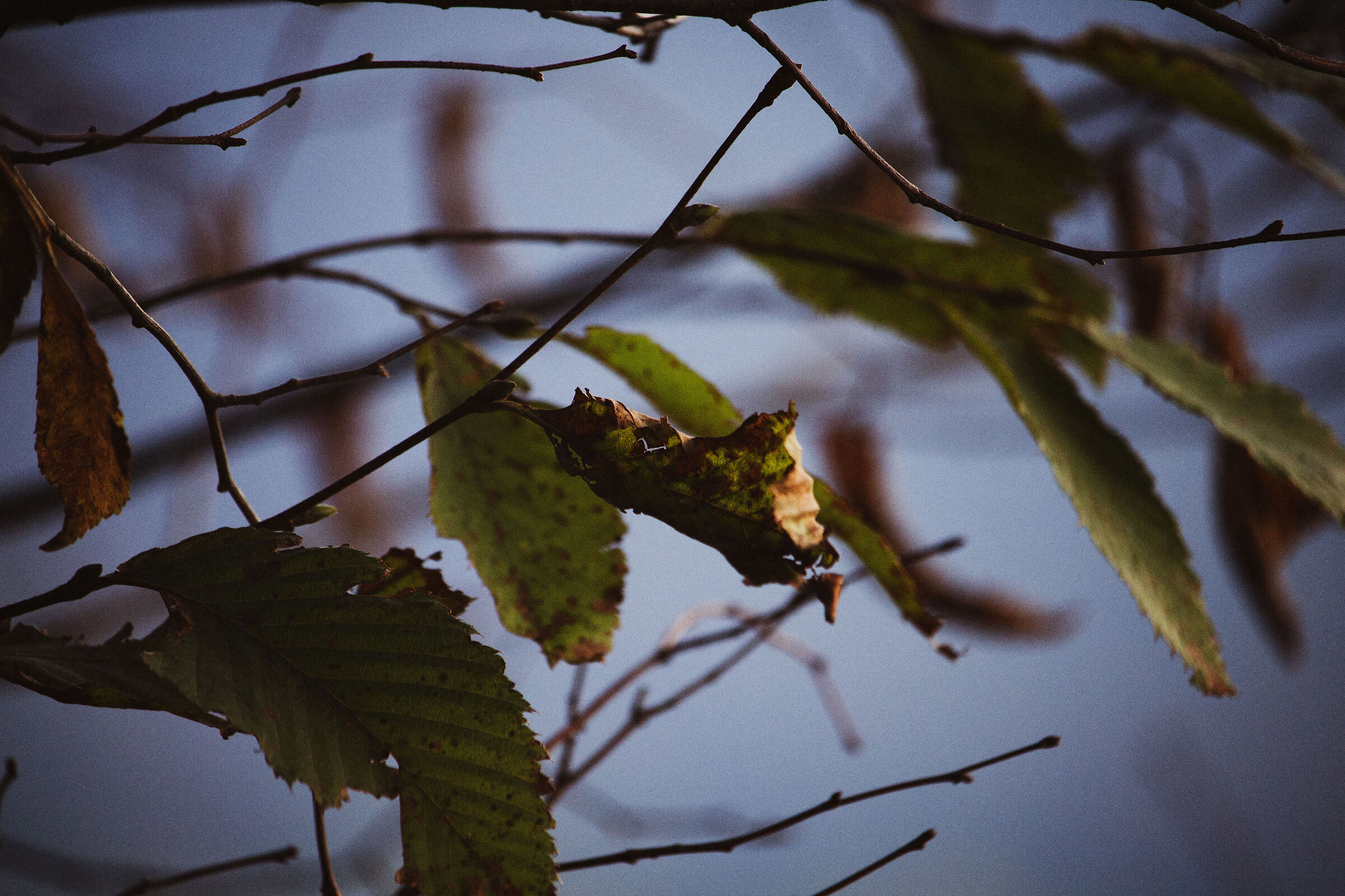 Leaf