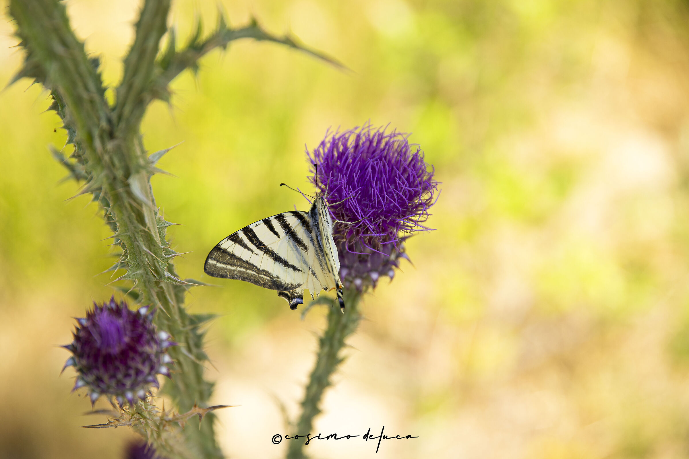 Iphiclides podalirius