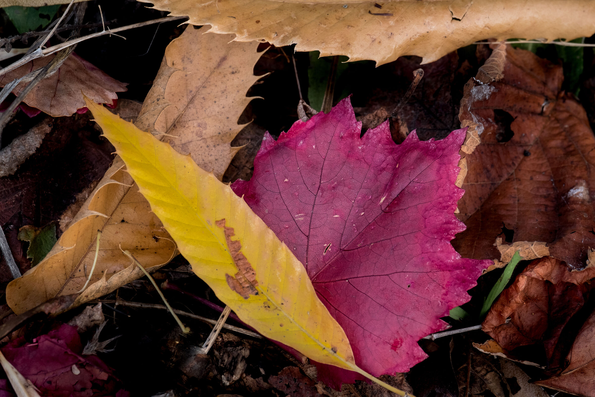 MIXED FOREST