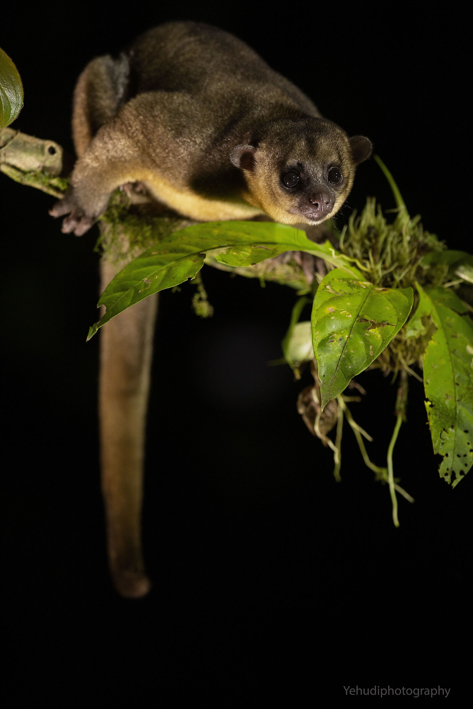 Kinkajou