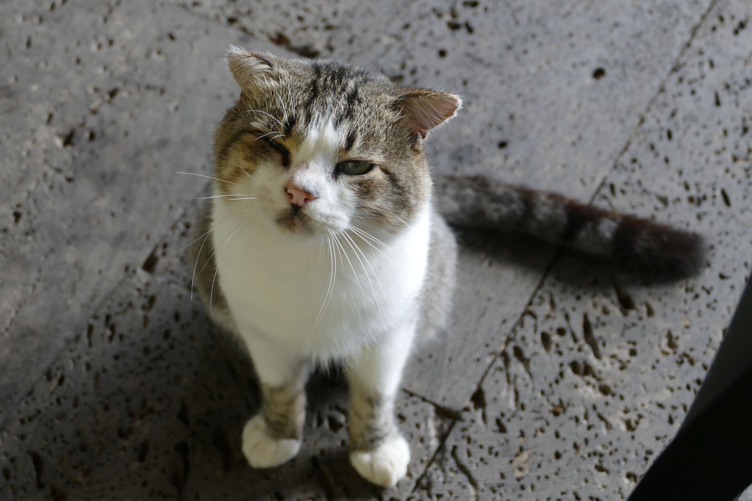 Giovane bulletto......ma tanto, tanto buono!