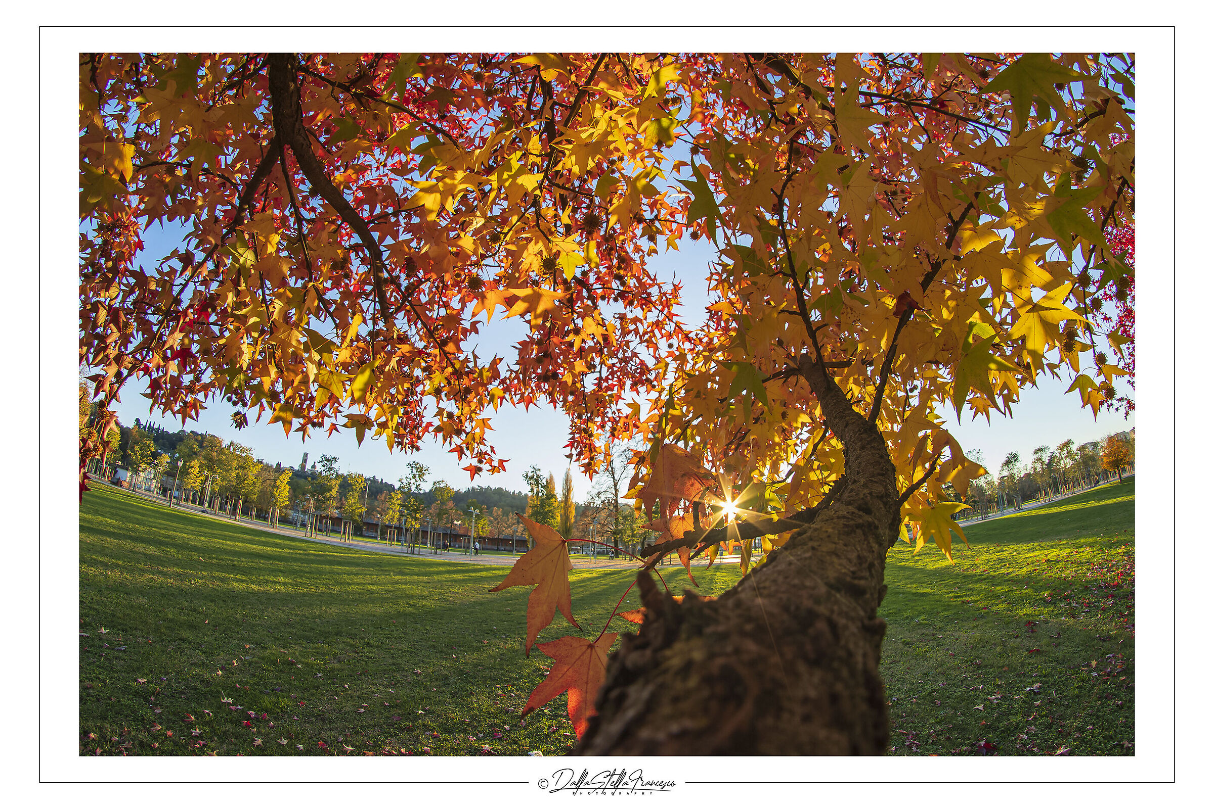 The embrace of the maple