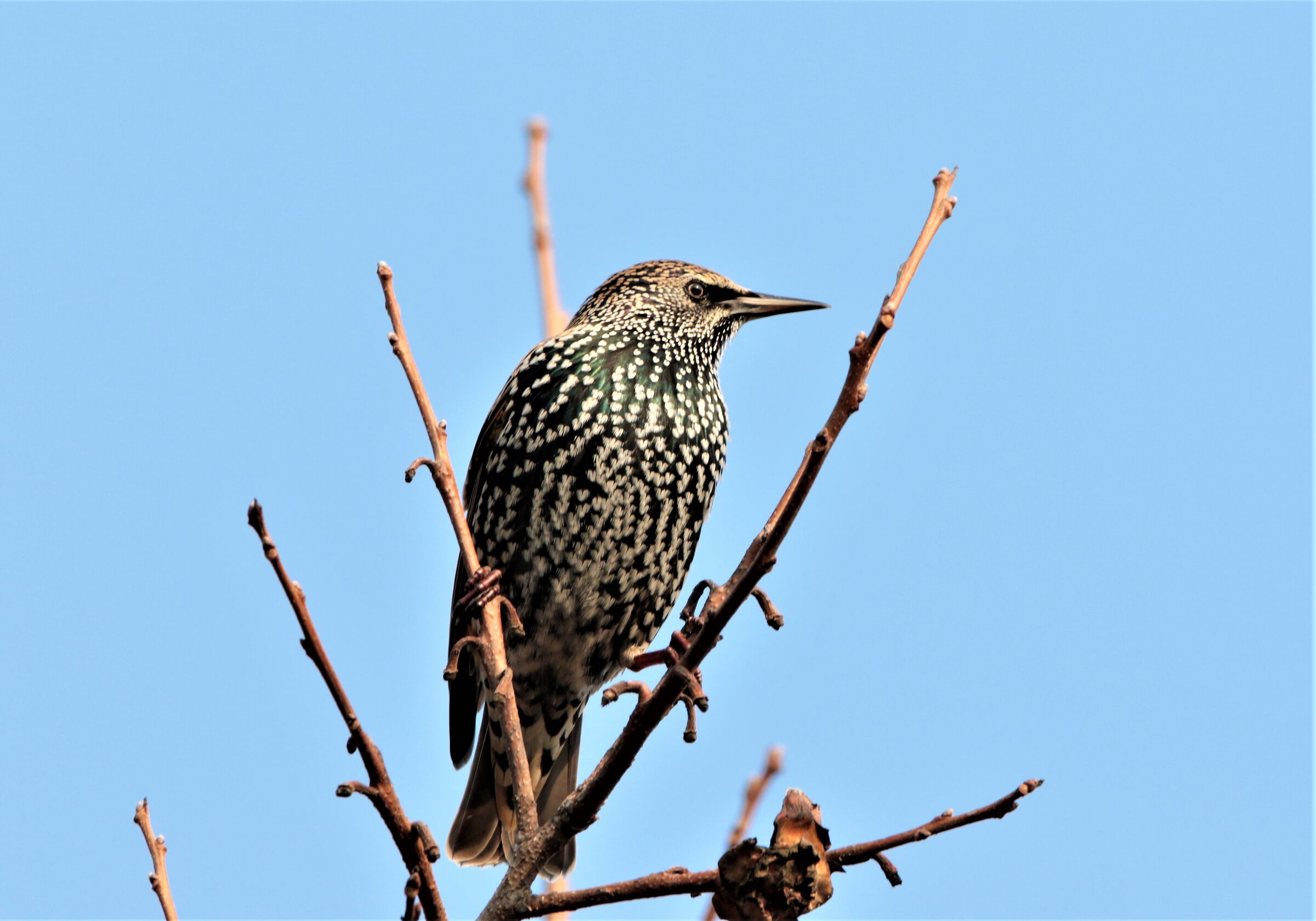 starling