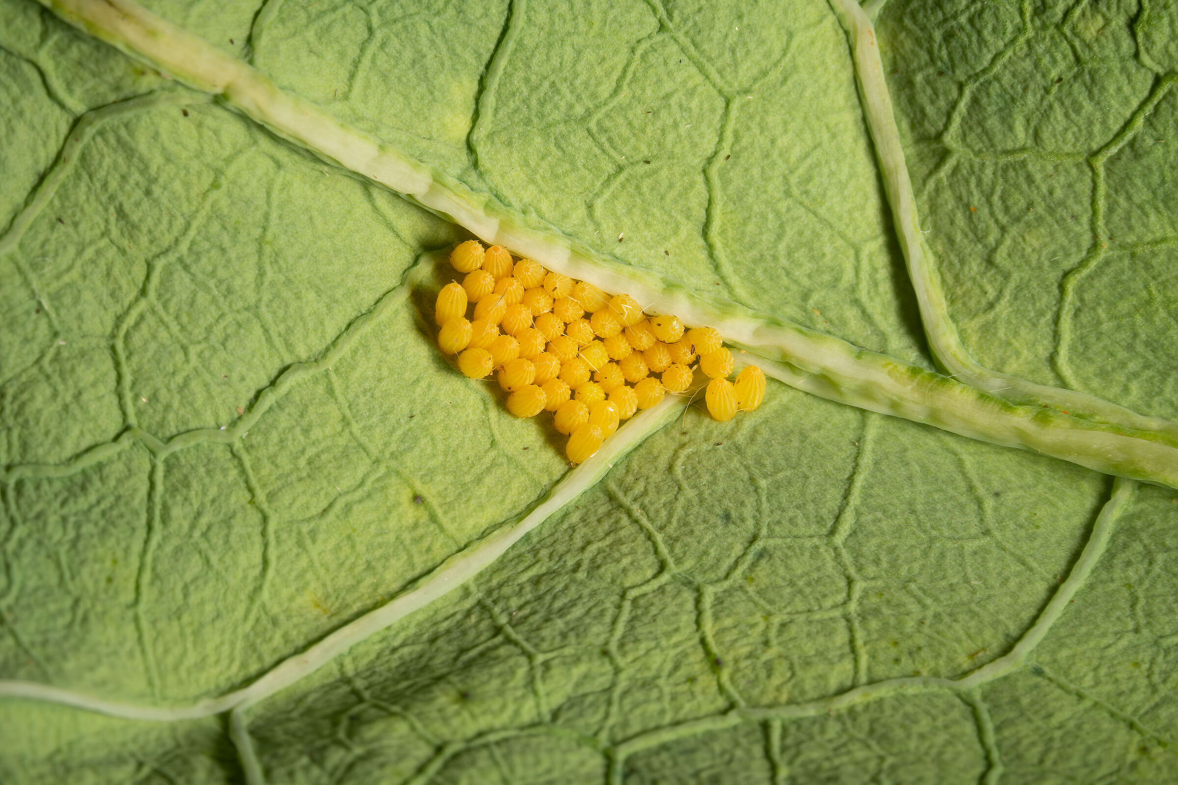 Uova di Pieris brassicae