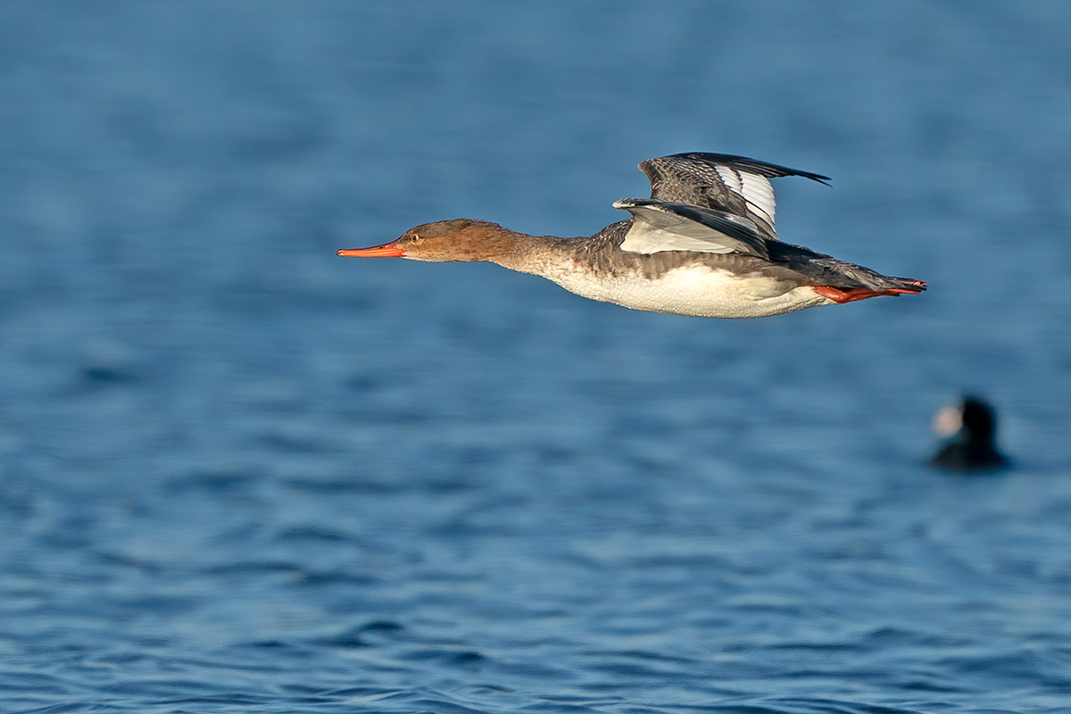 Smergo minore femmina
