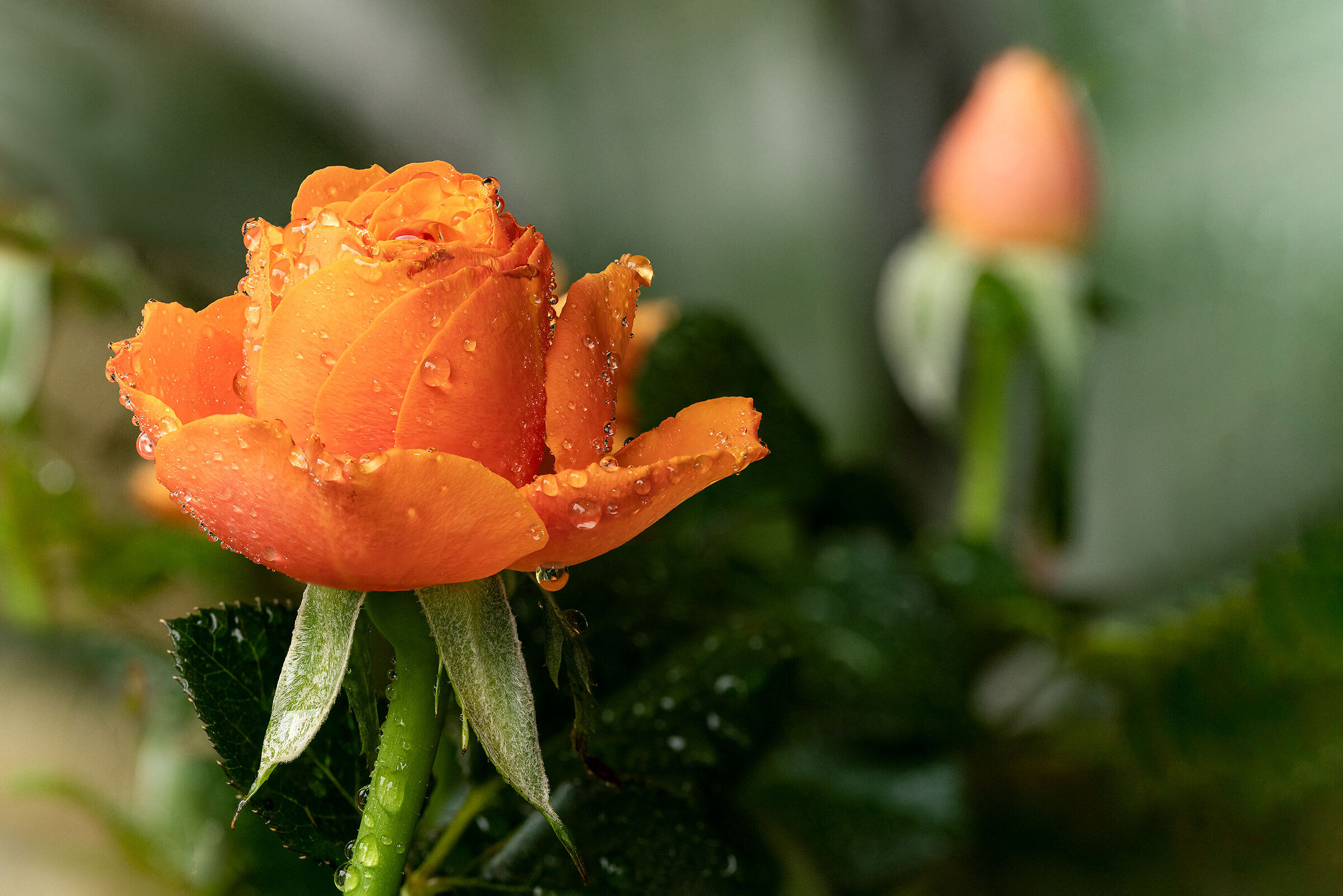 Roselline dopo la pioggia