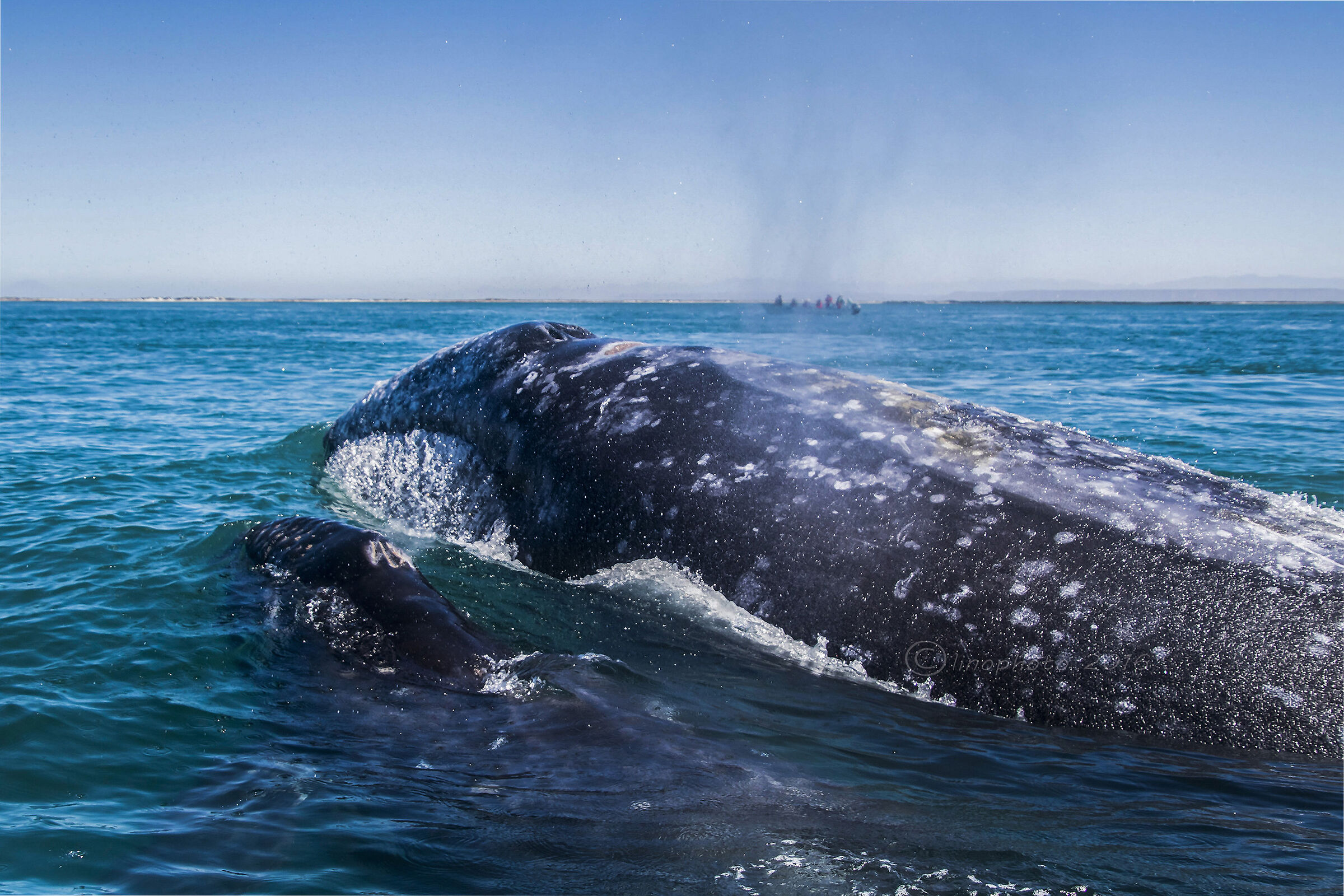 Gray whale with small