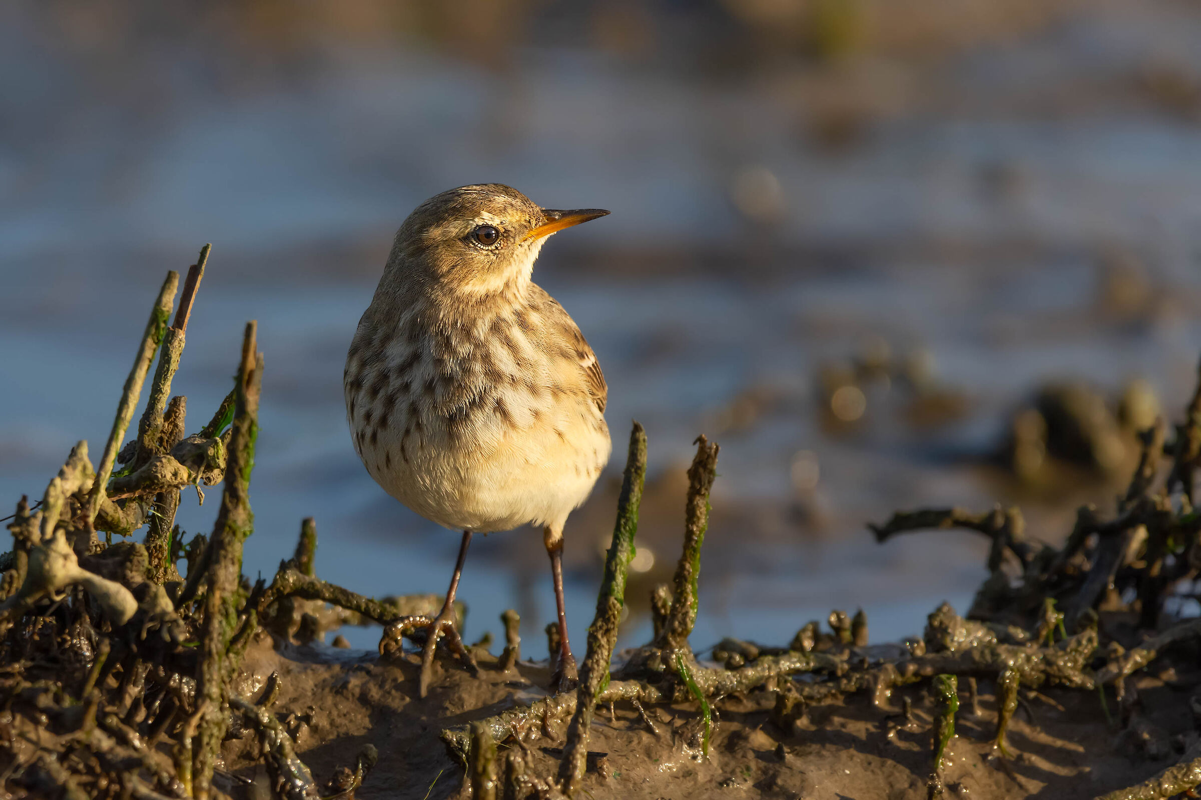 Spioncello curiosello