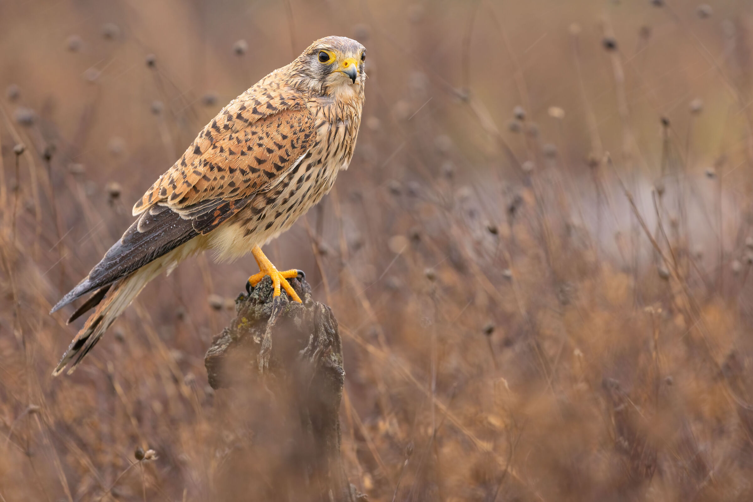 kestrel