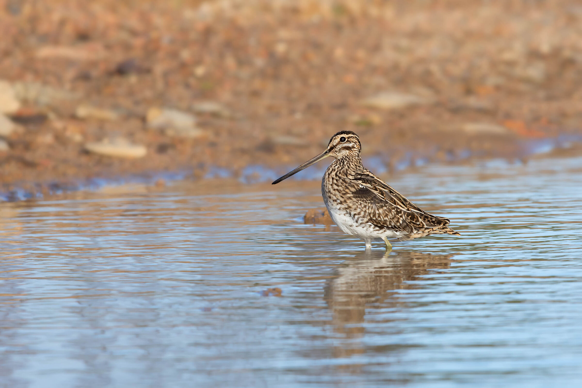 The snipe bath