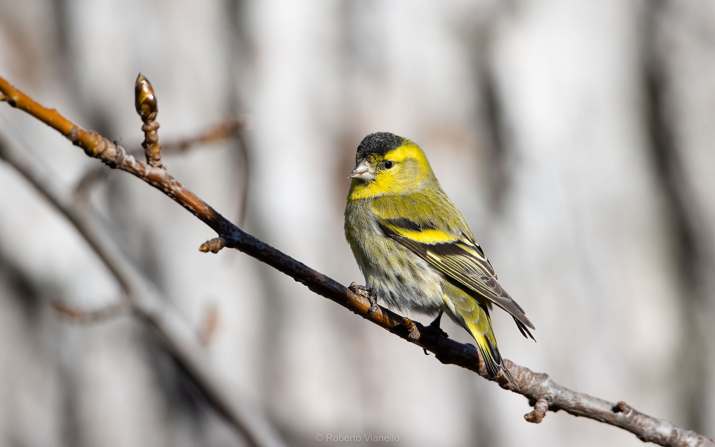 Lucherino (Spinus spinus)