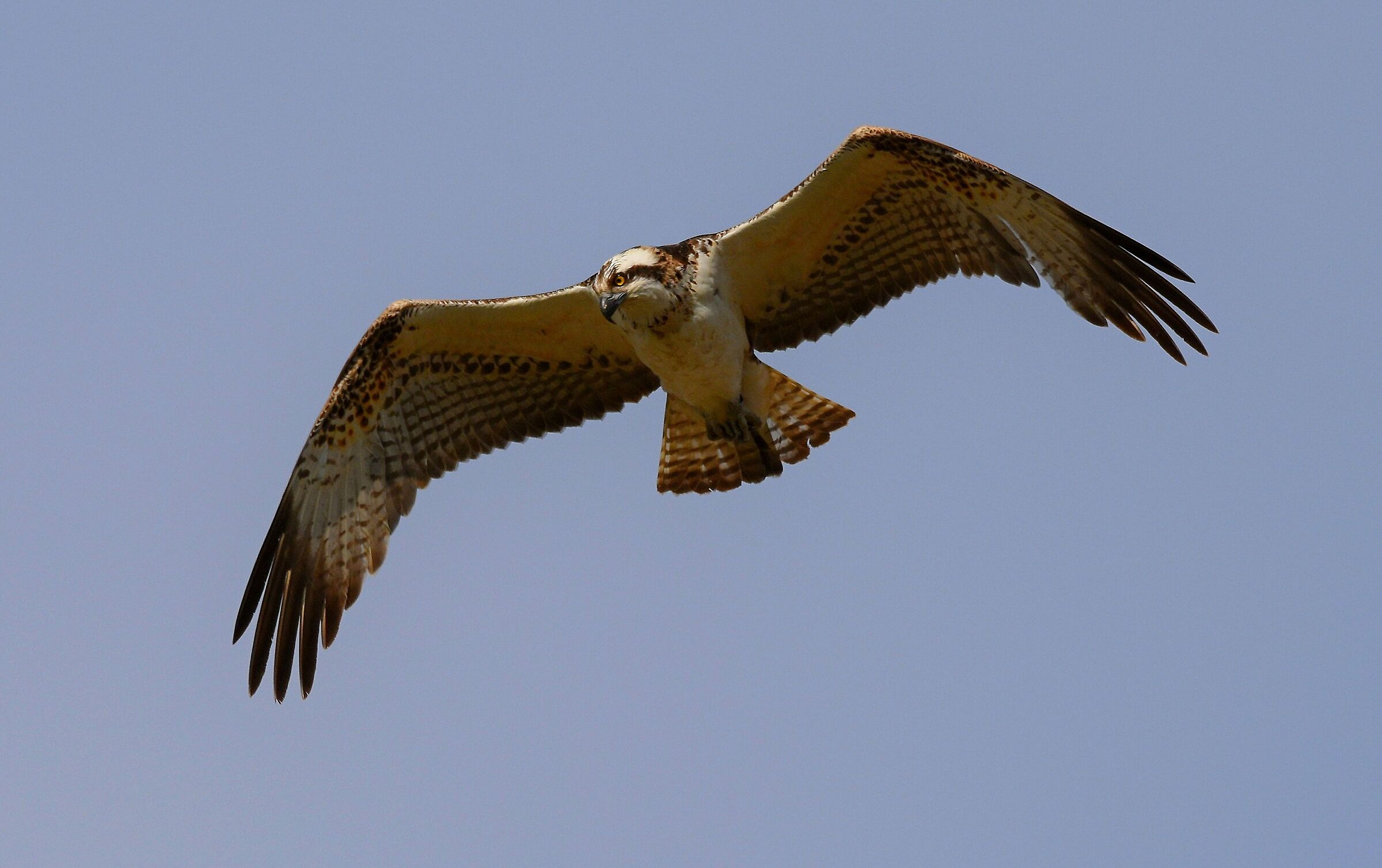 Falco pescatore (Pandion haliaetus)
