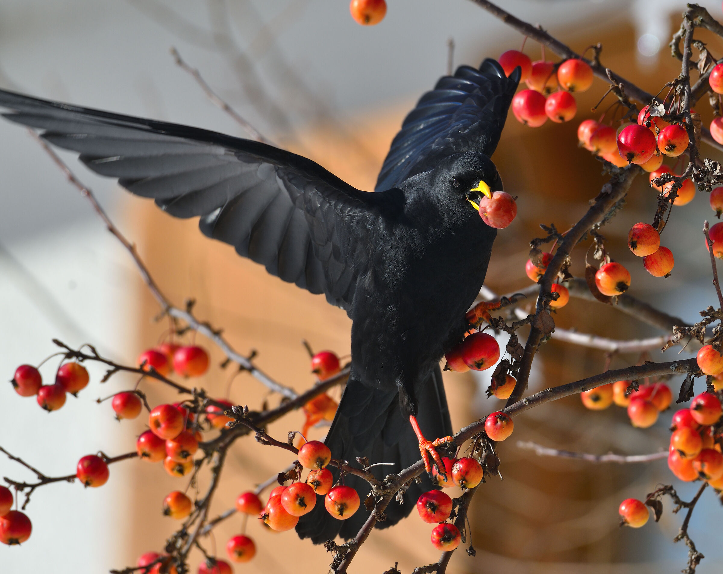 alpine chough