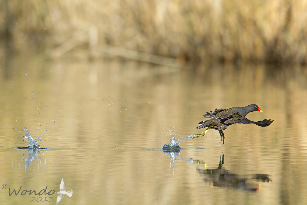 walking on the water