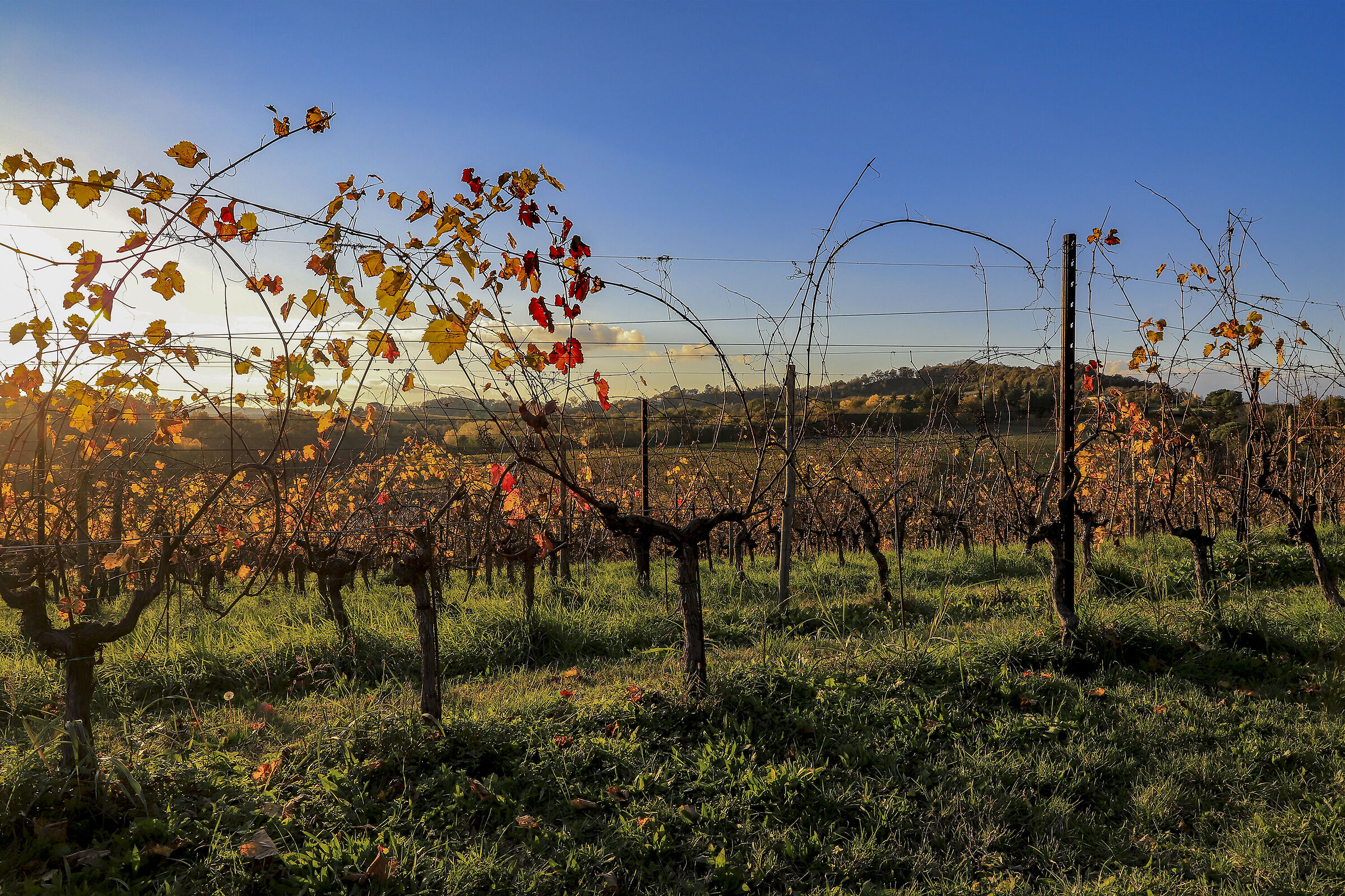 The vineyard of Collalto