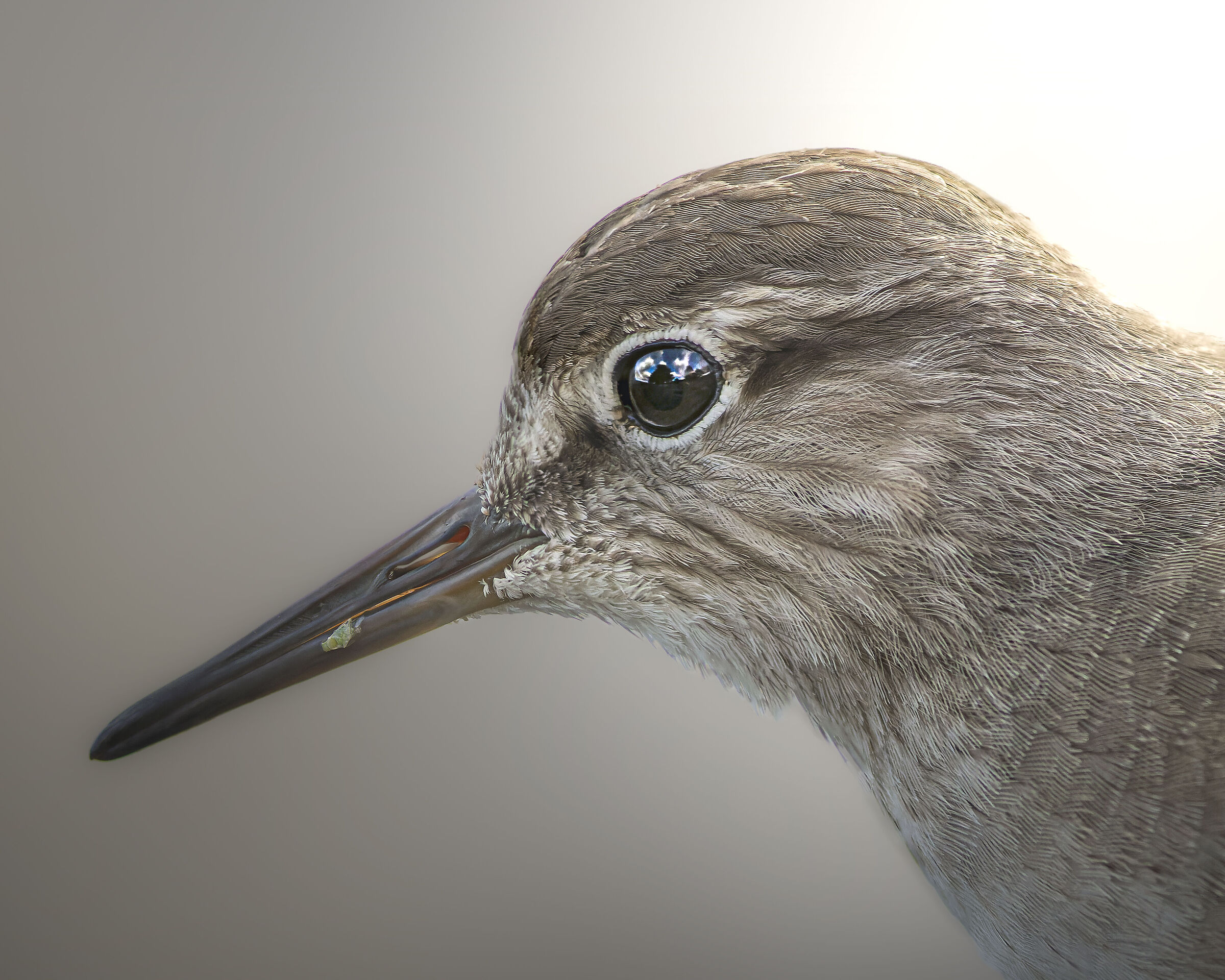 Focus Stacking del Piro Piro