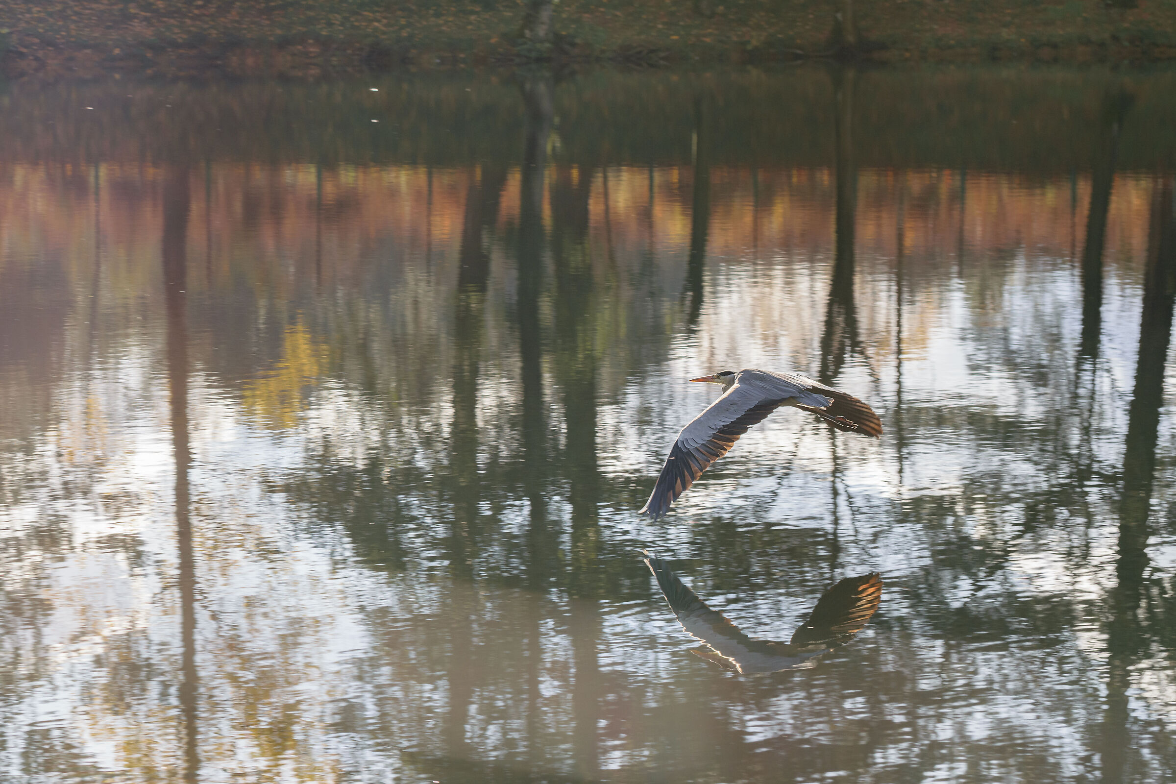 Cenerino in volo verso l'autunno