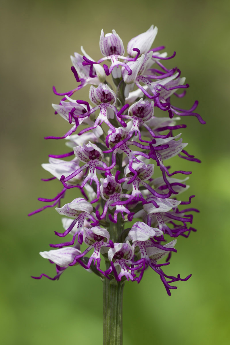 Orchis simia