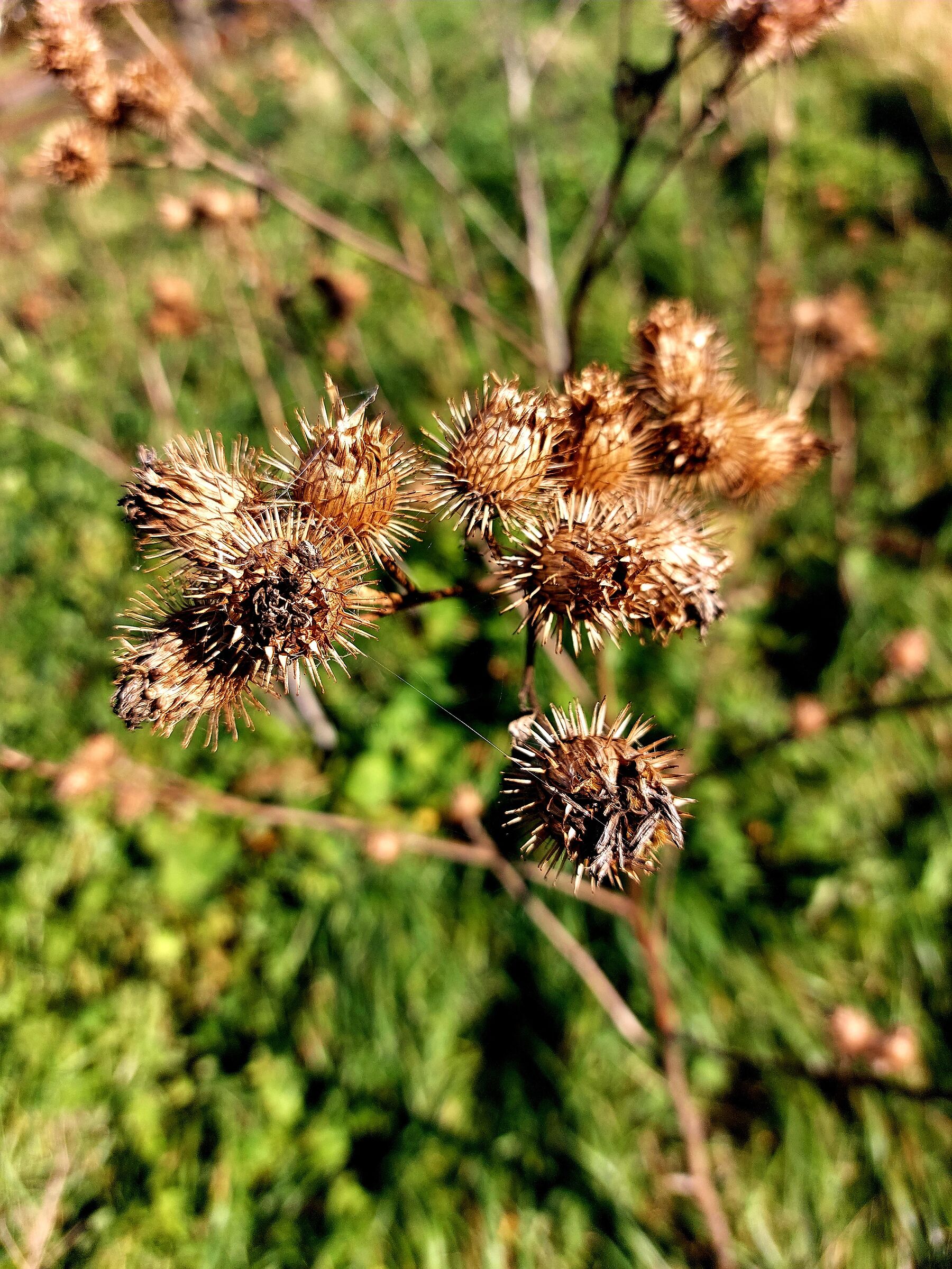 DISTEL