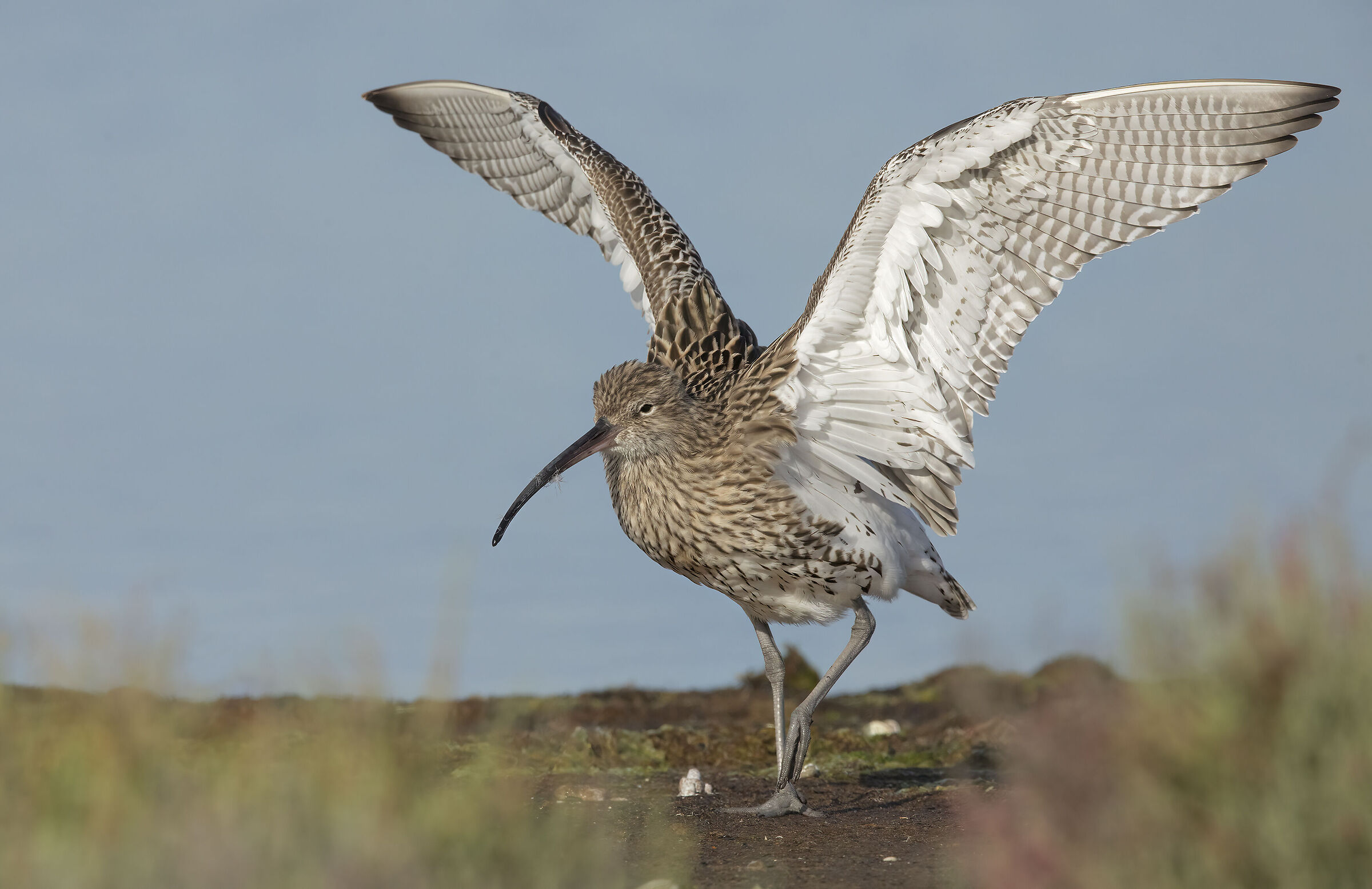 chiurlo maggiore (numenius arquata)