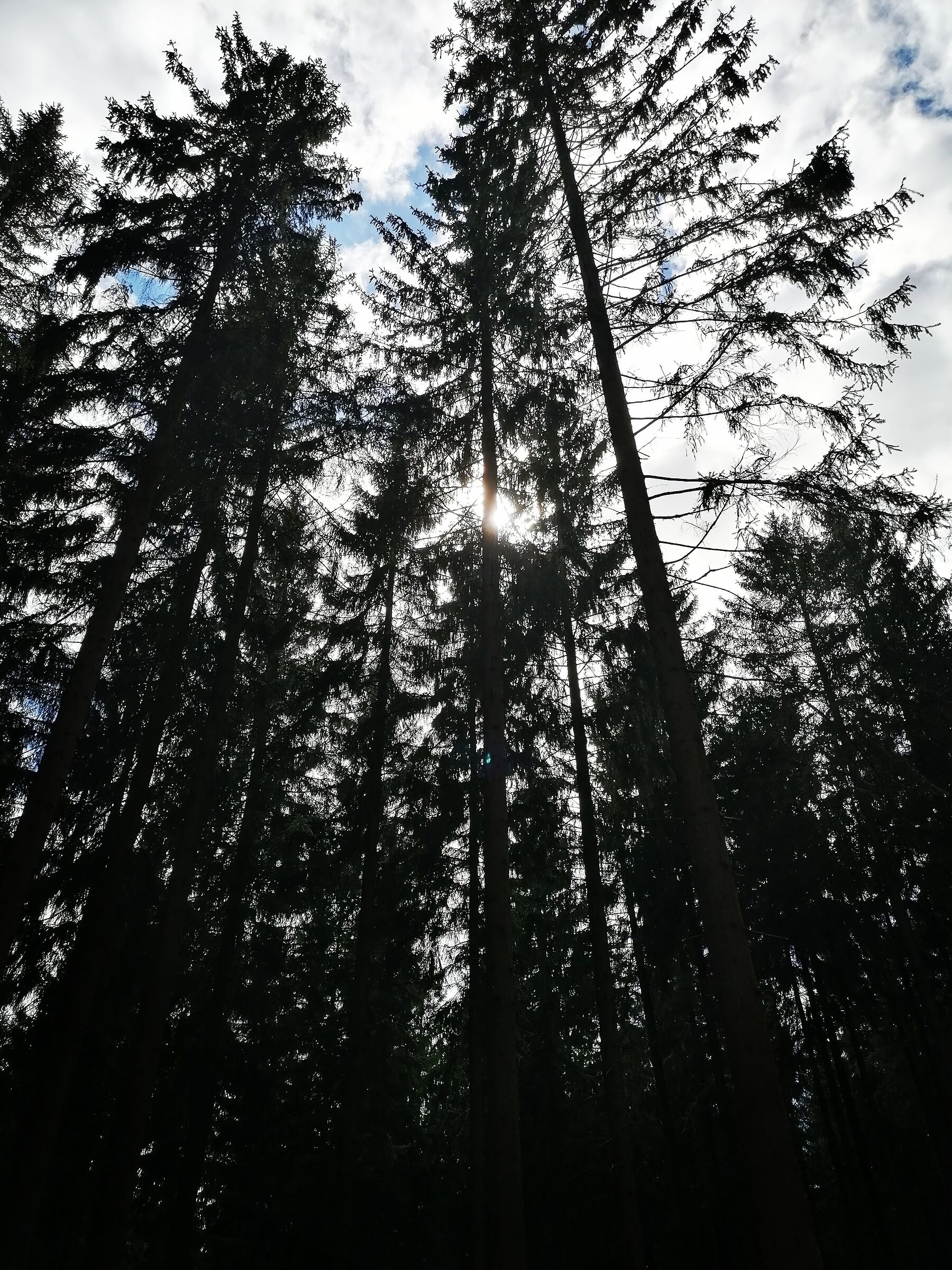 Wald2