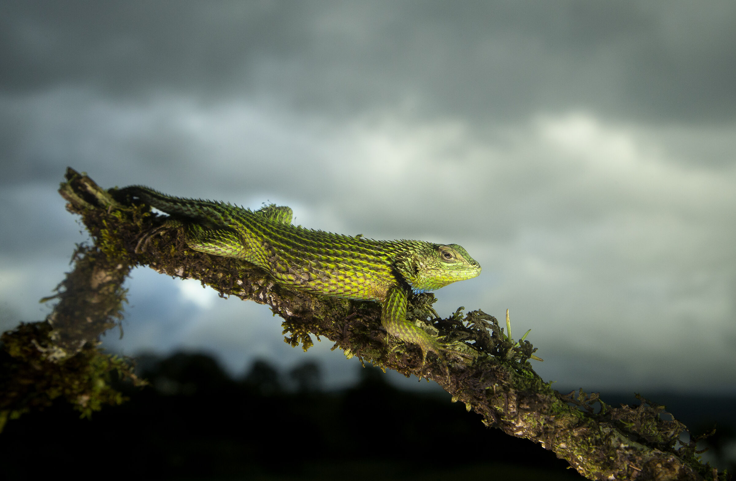 Spiny lizard