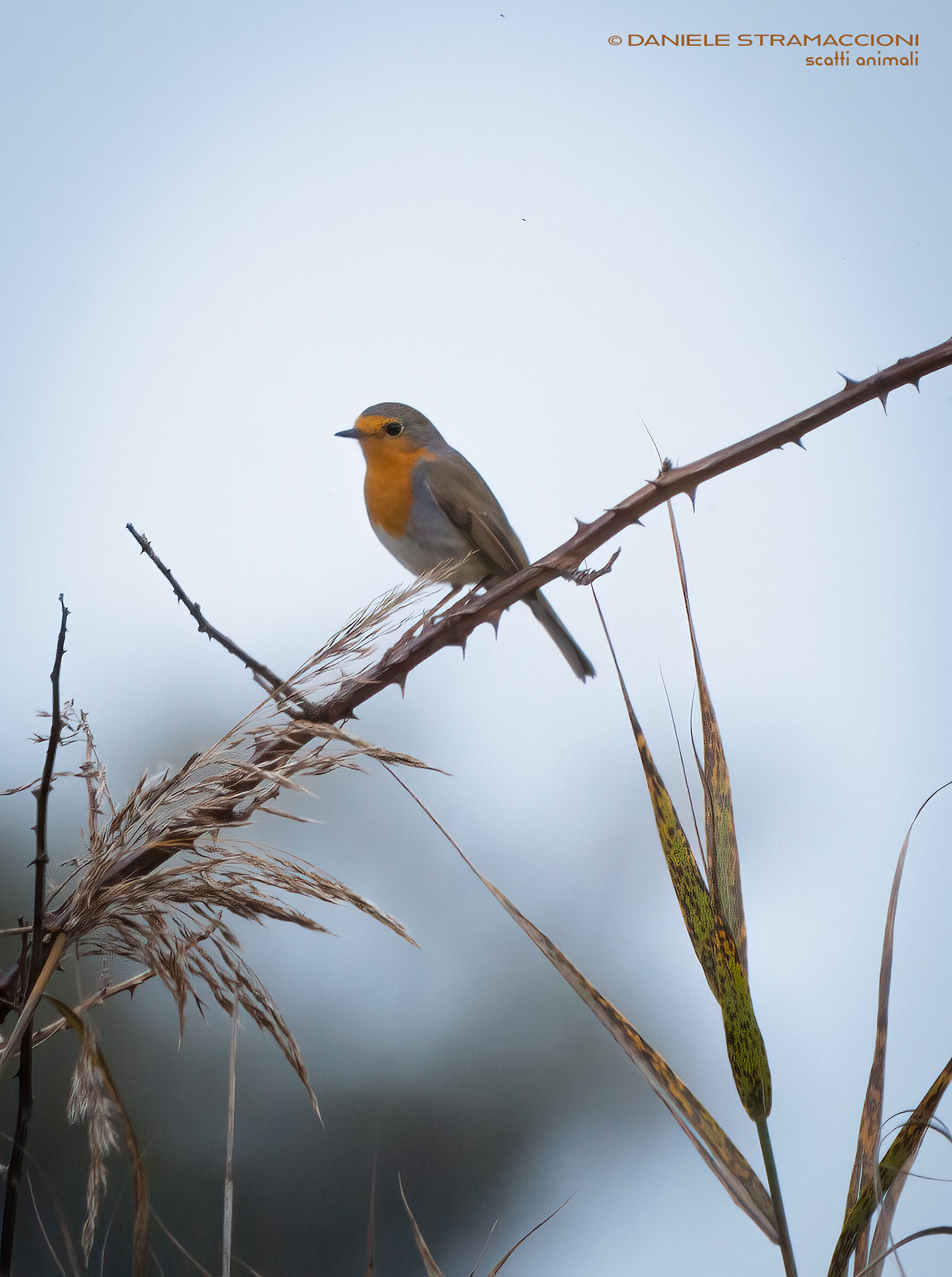 Robin