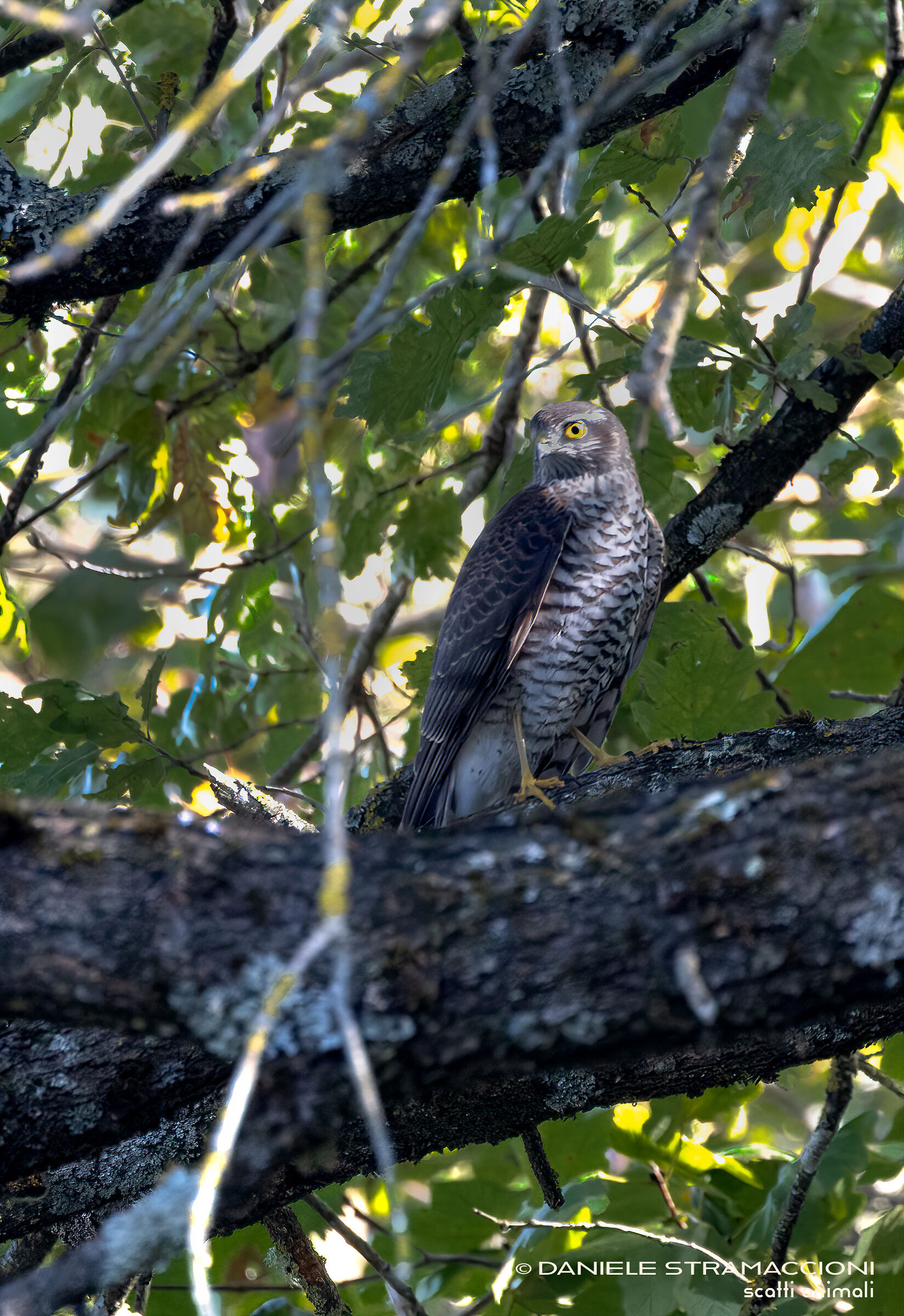 Sparrowhawk