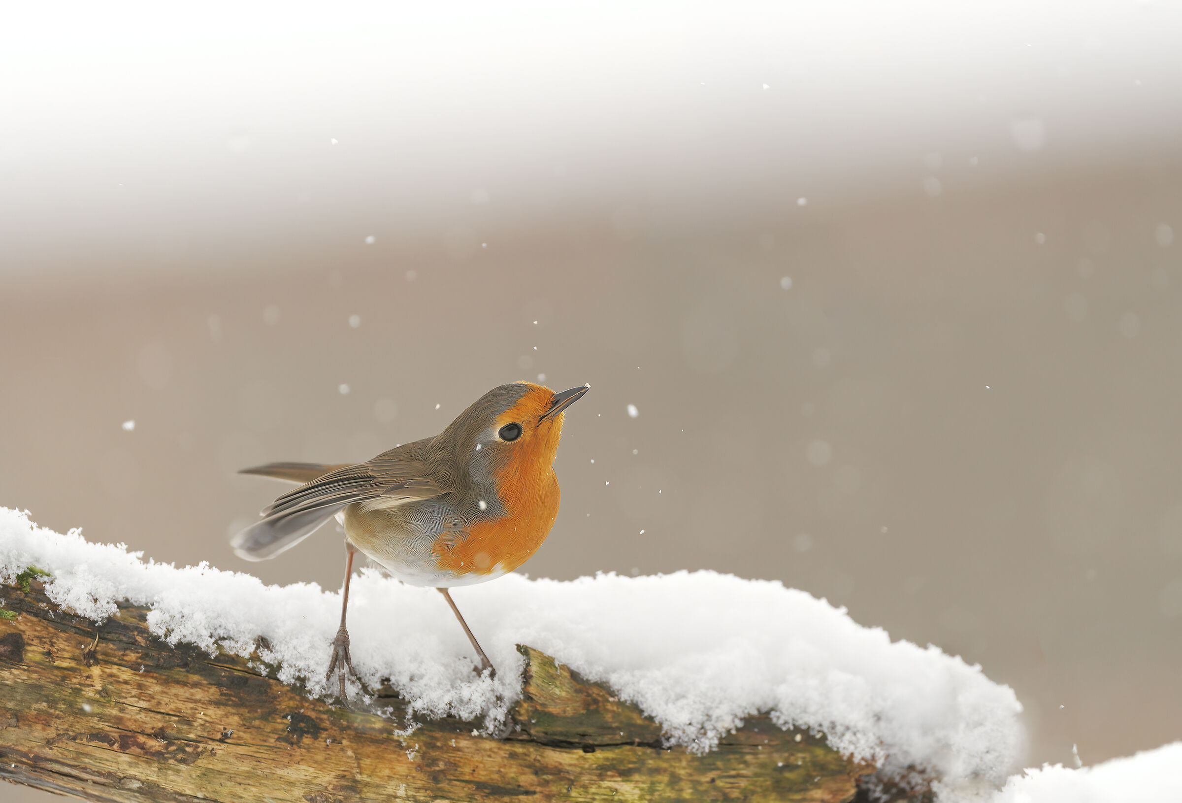 La prima neve