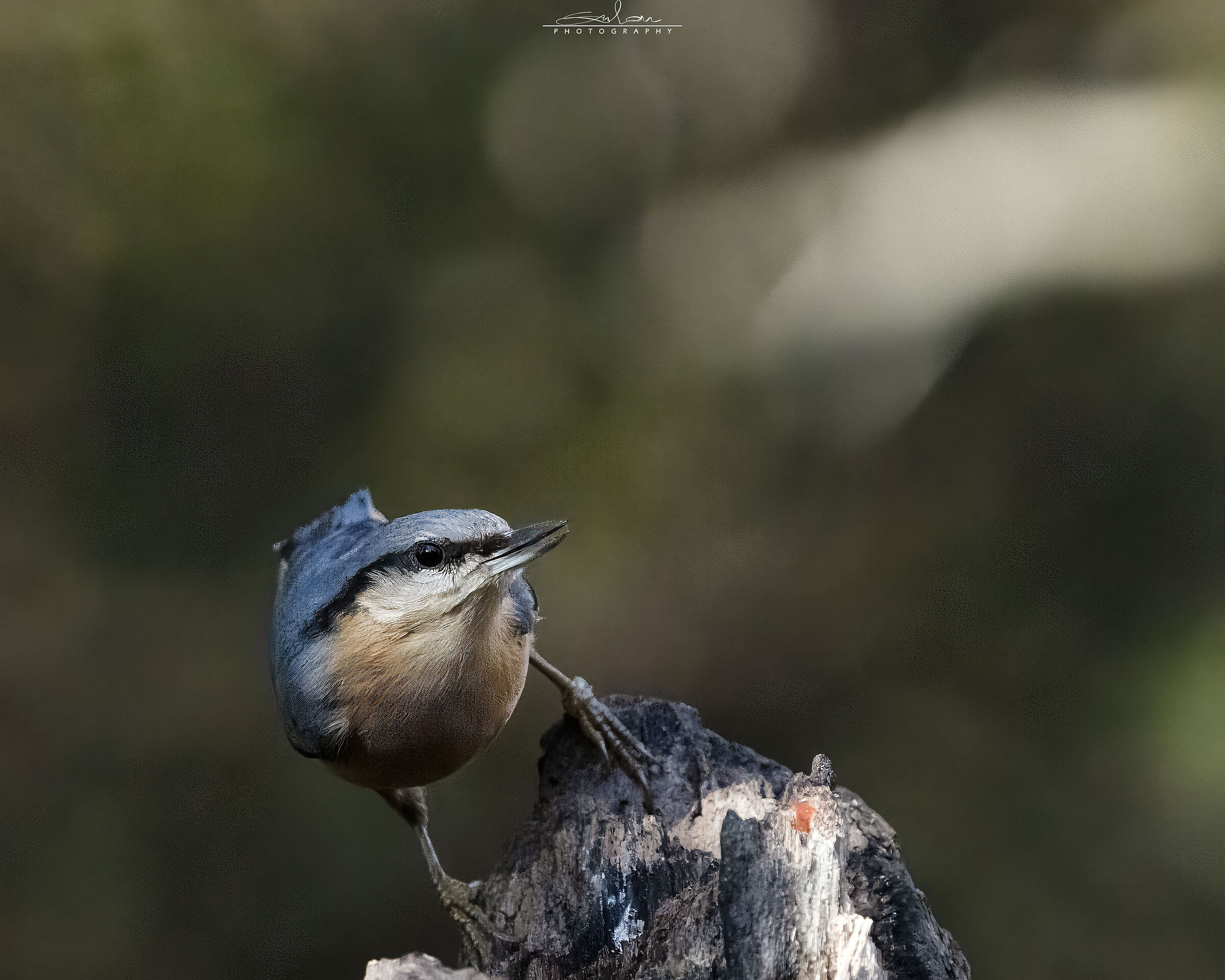 Wood nuthatch
