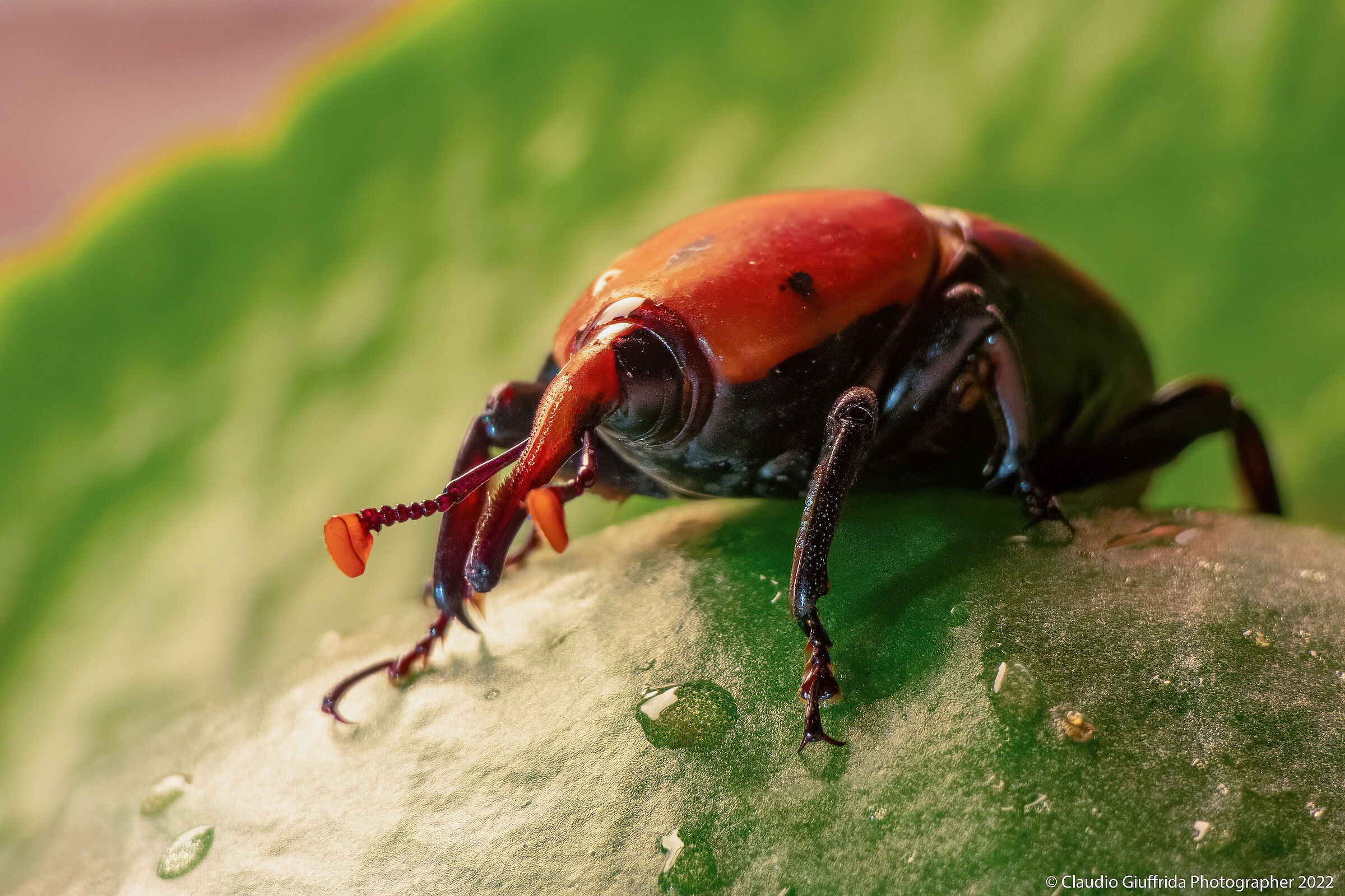 Rhynchophorus ferrugineus