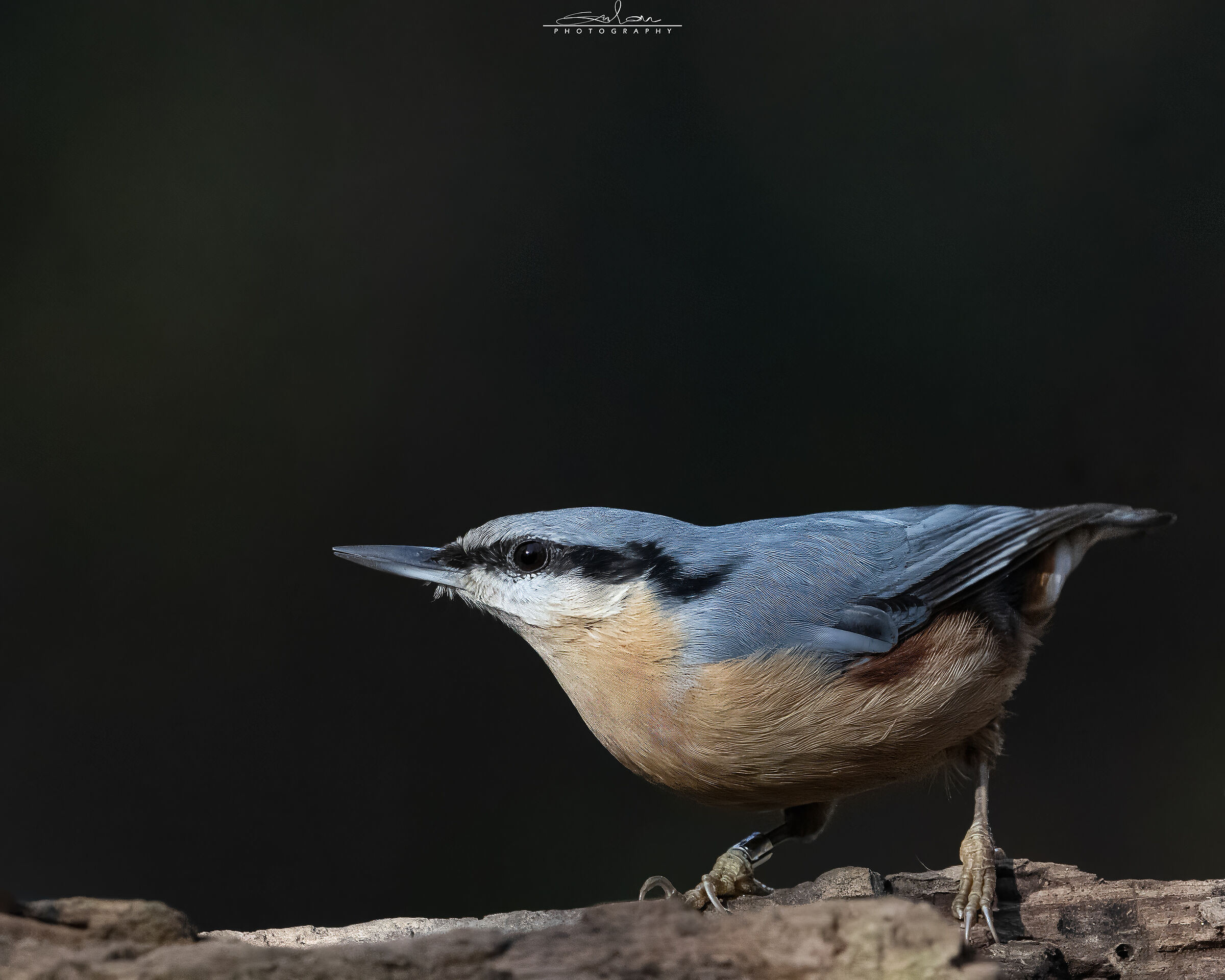 Wood nuthatch