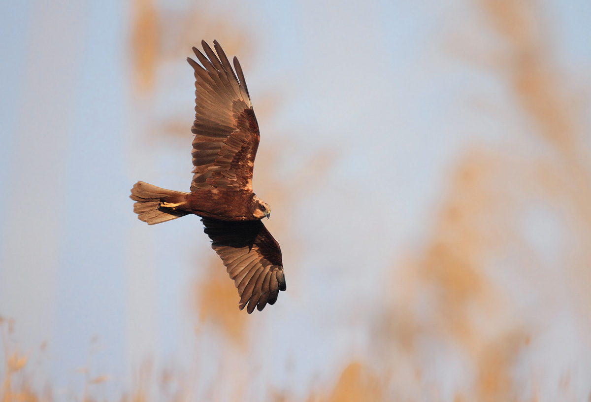 marsh harrier