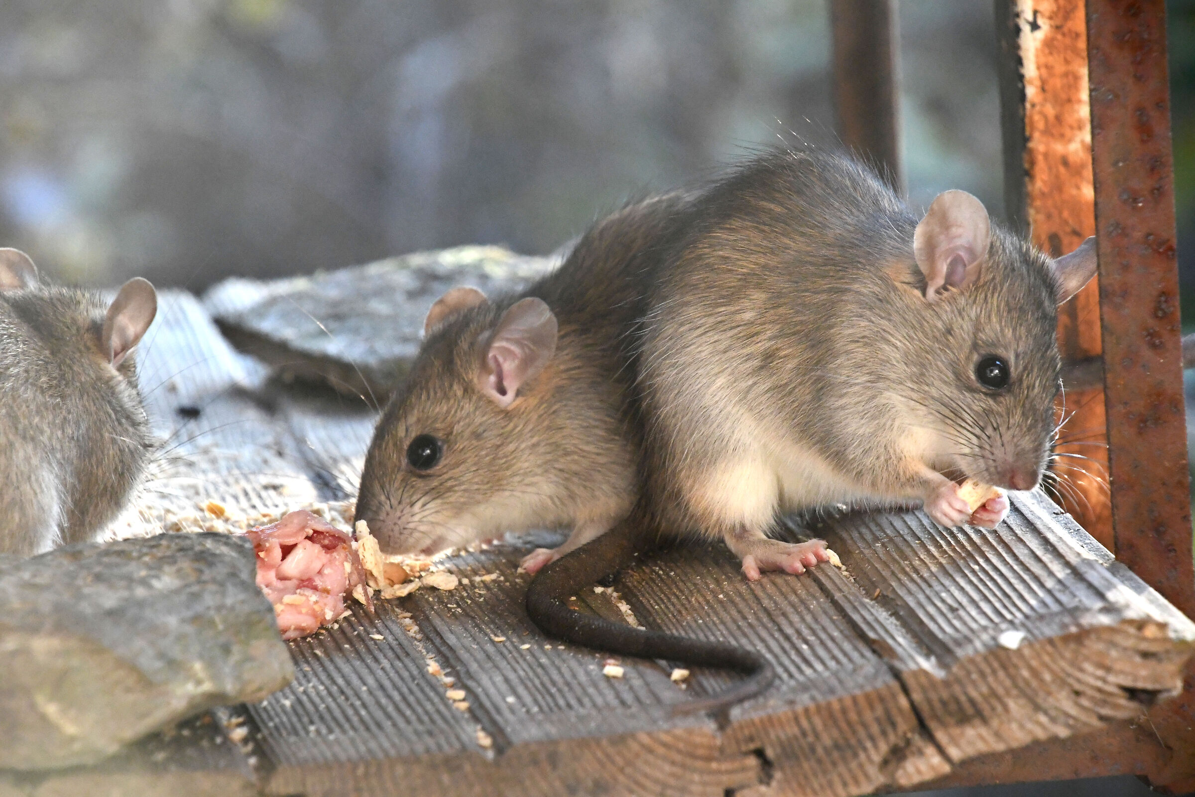Mice