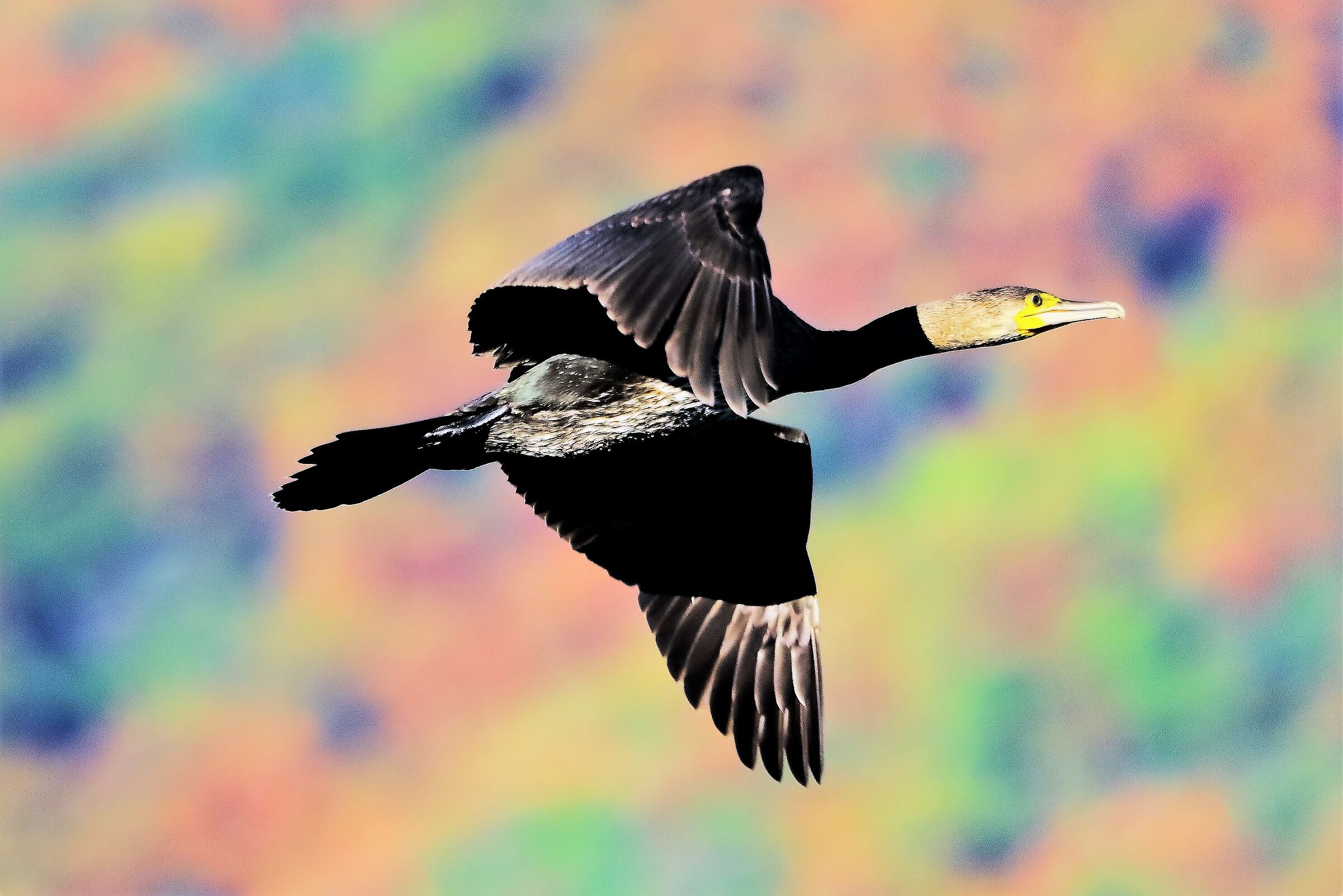 cormorano 17-09-2022