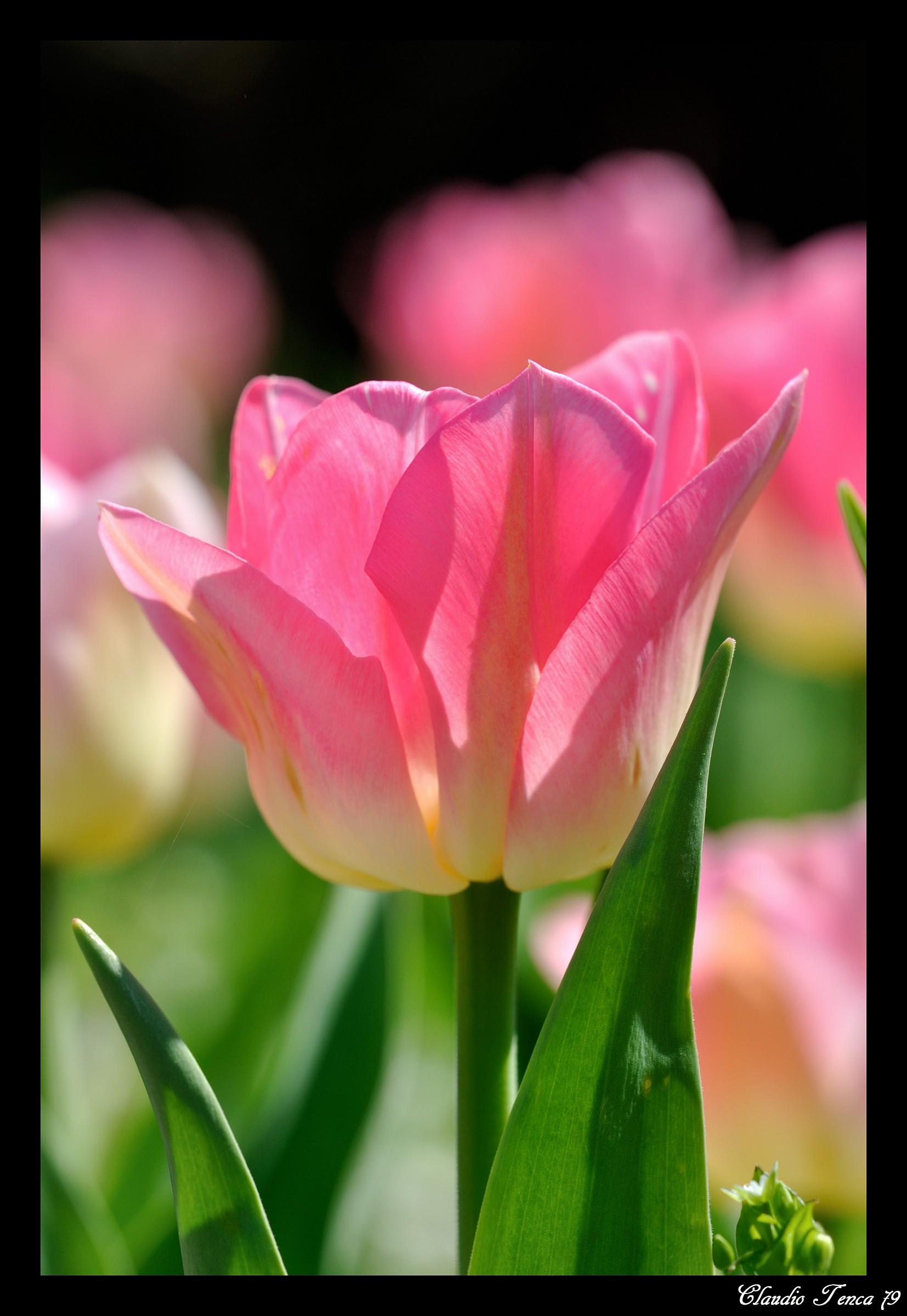 Pink tulip