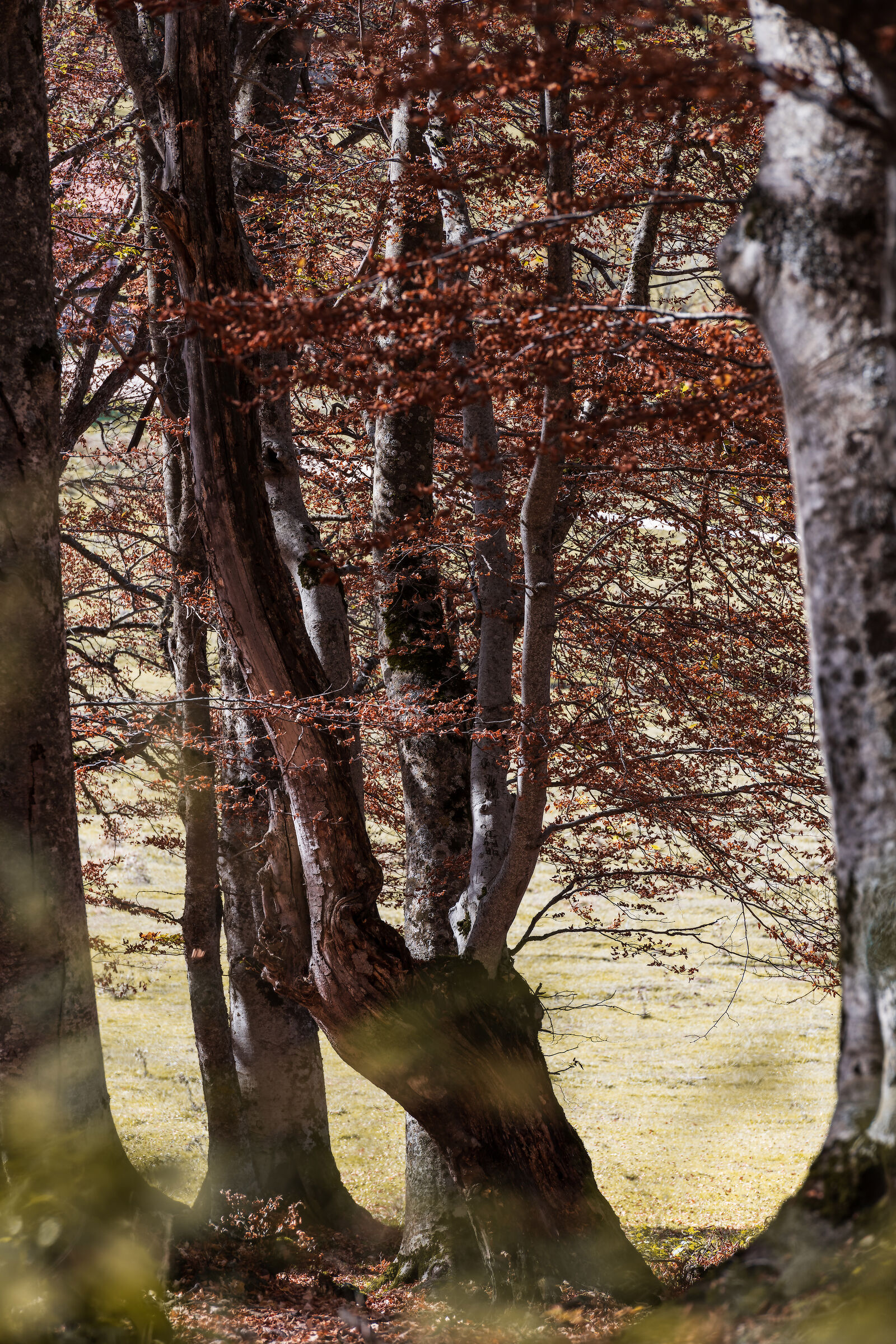 Autumn