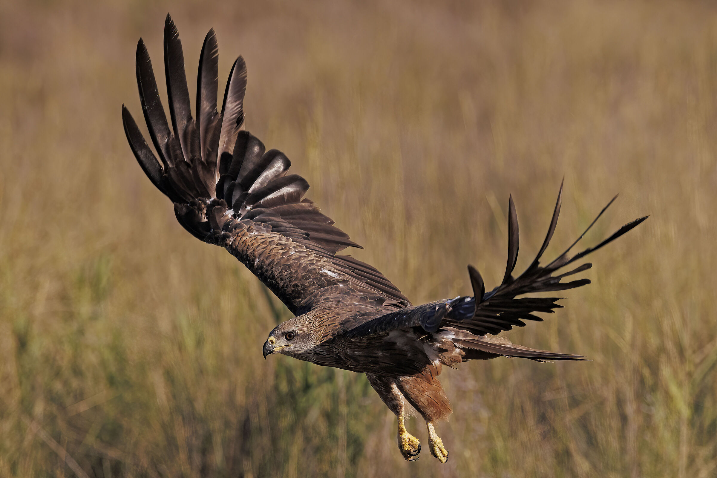 Black kite