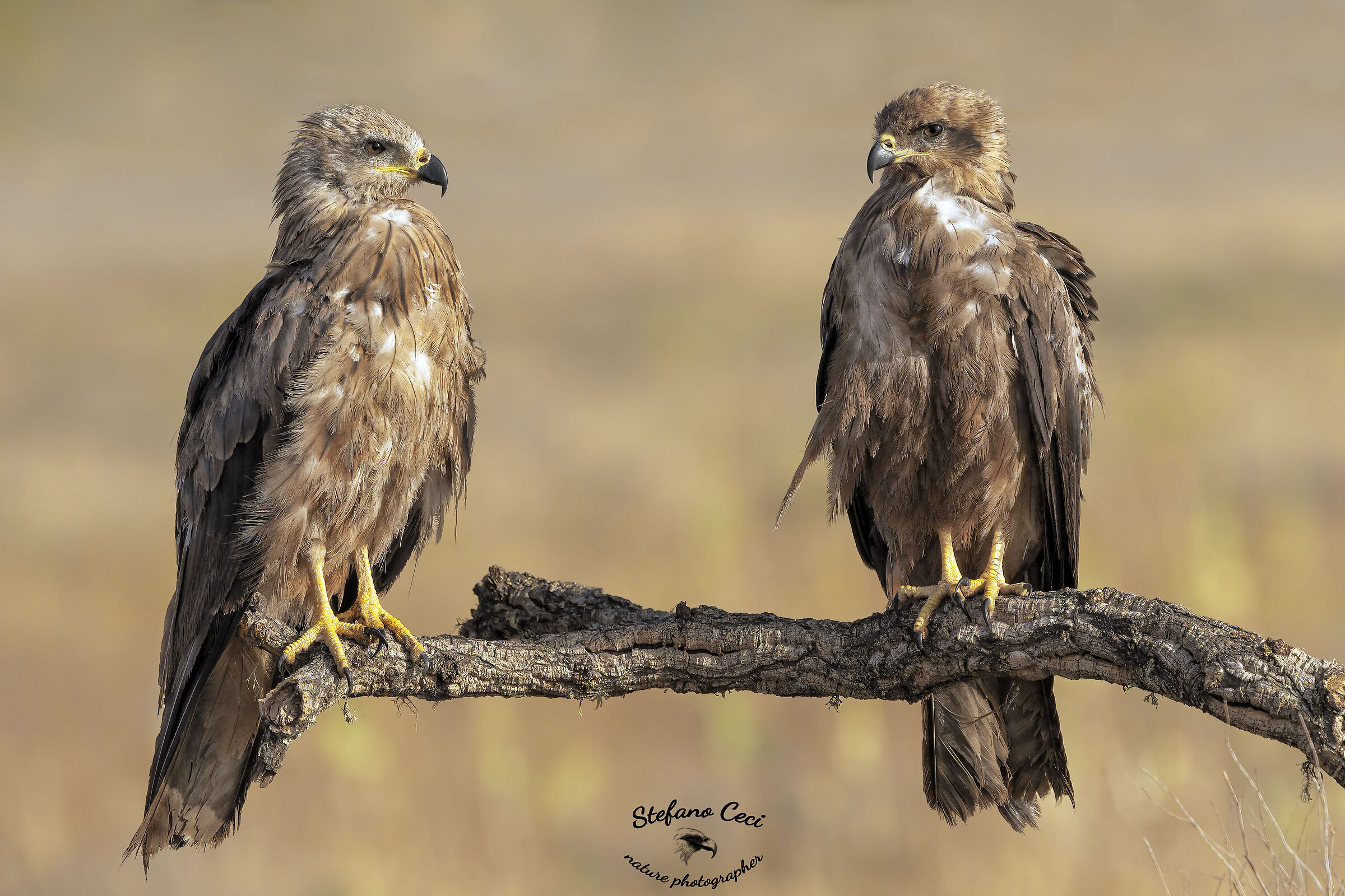 Brown kites