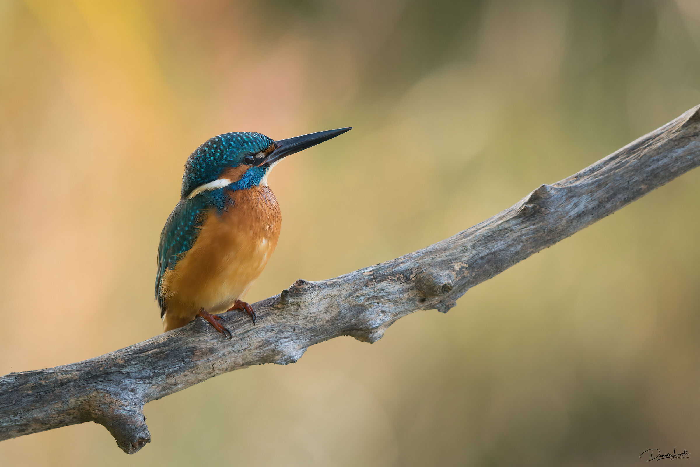 Kingfisher