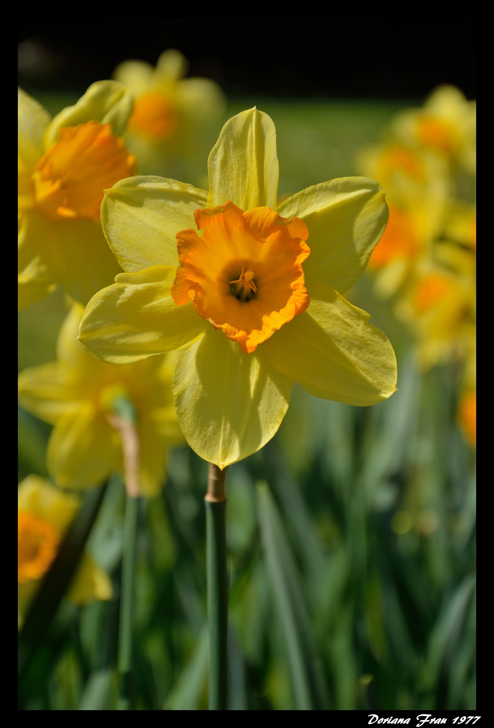 Yellow narcissus.